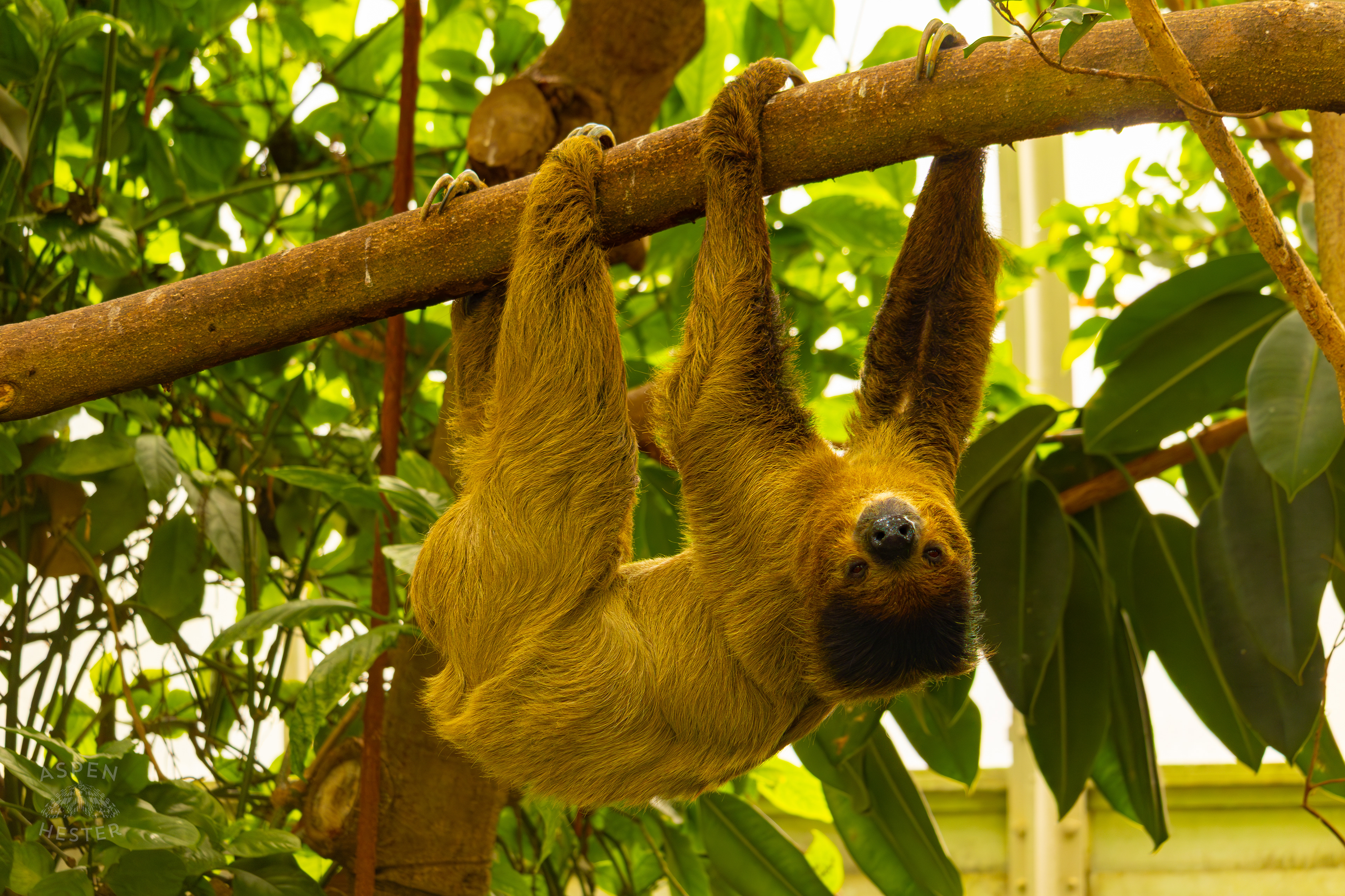 Two-Toed Sloth "Wookiee" Hangs From A Branch in The Rainforest Inside The National Aviary in Pittsburgh Pennsylvania. February 26th, 2025/Aspen Hester