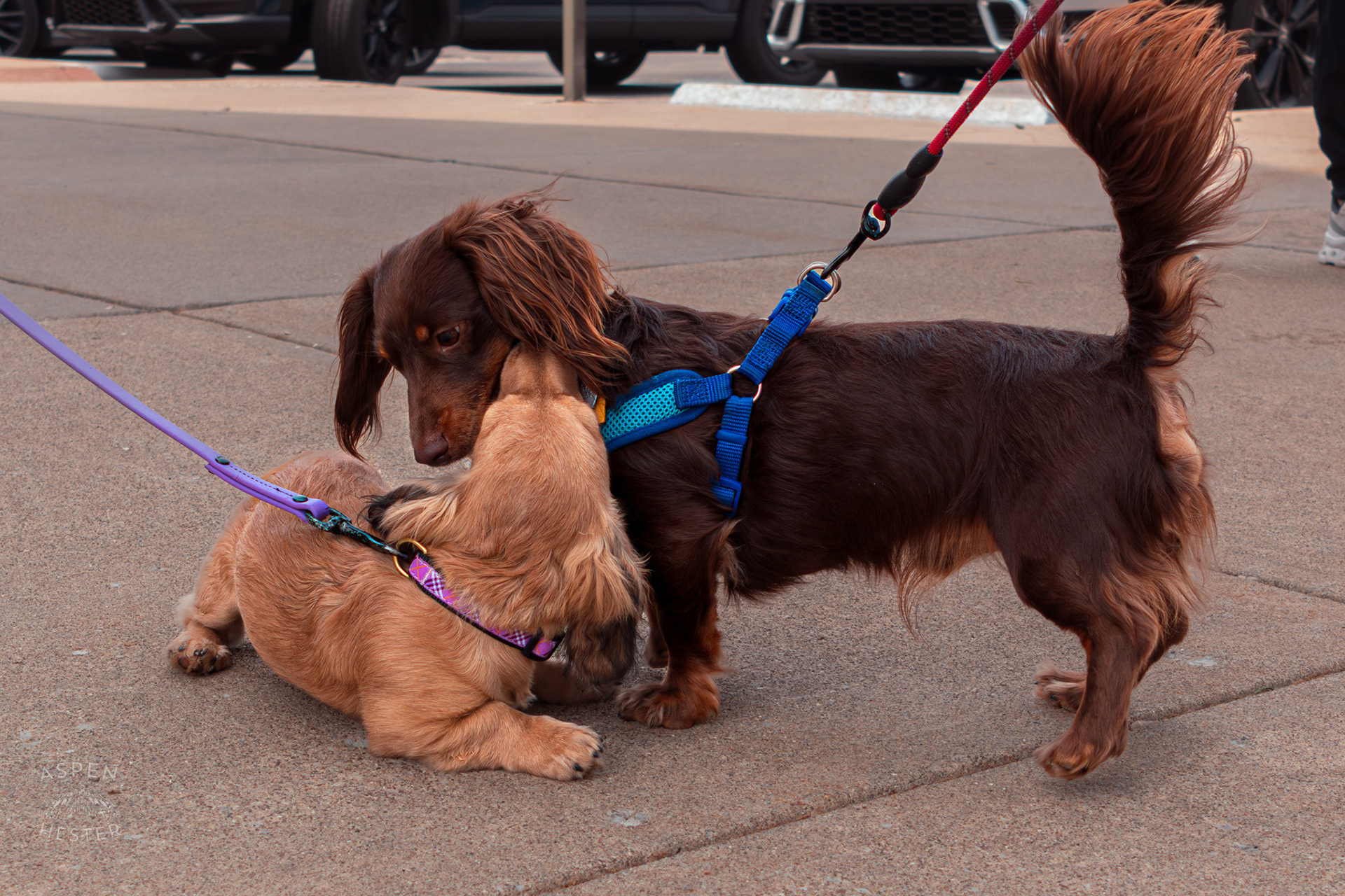 Two Small Chihuahuas Greet Each Other at Westport Village’s 5th Annual Puppy Palooza. April 19th, 2025/Aspen Hester