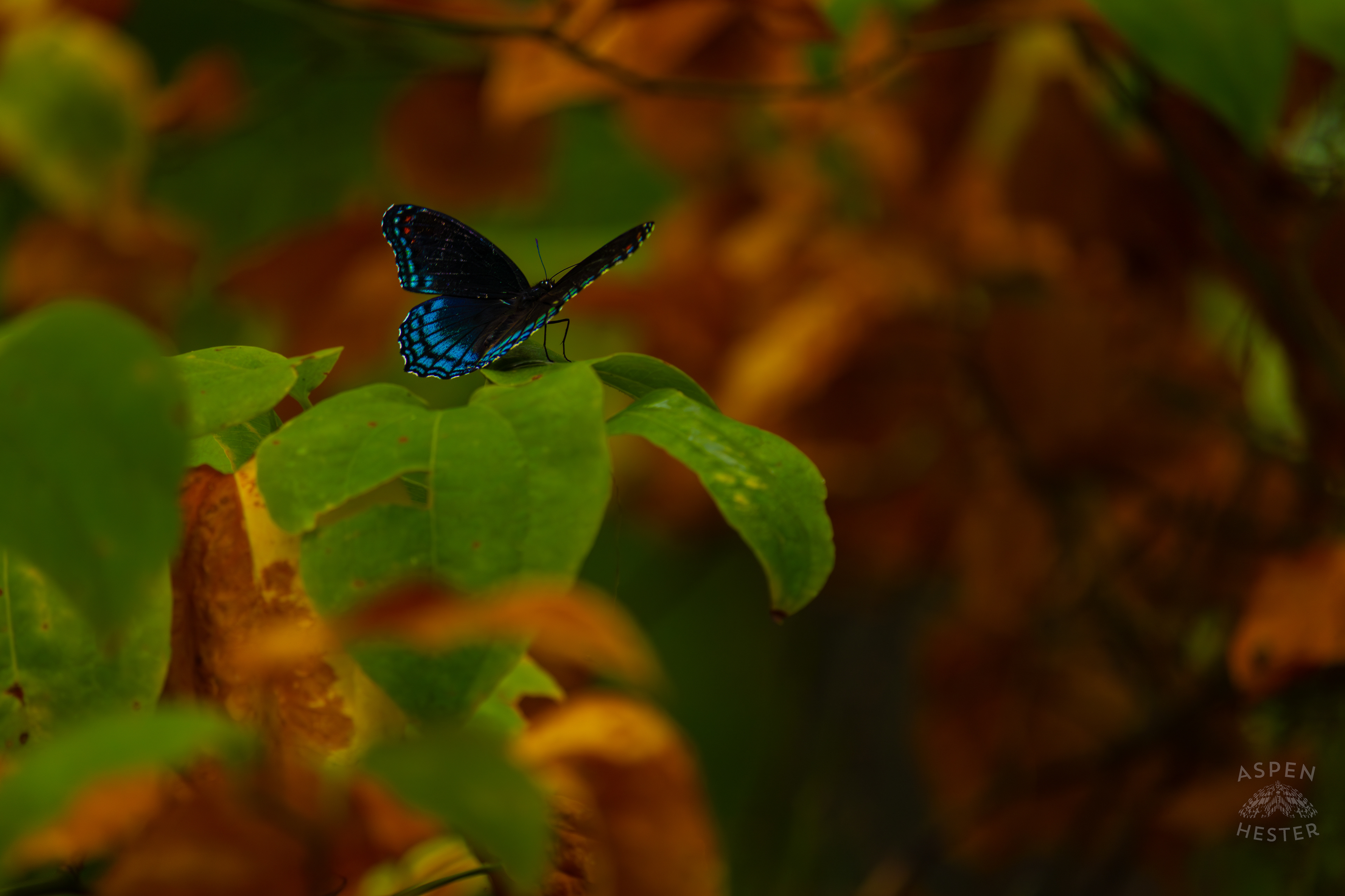 A Red-Spotted Admiral Butterfly Sits on A Bush Inside Jefferson Memorial Forest. September 3rd, 2024/Aspen Hester