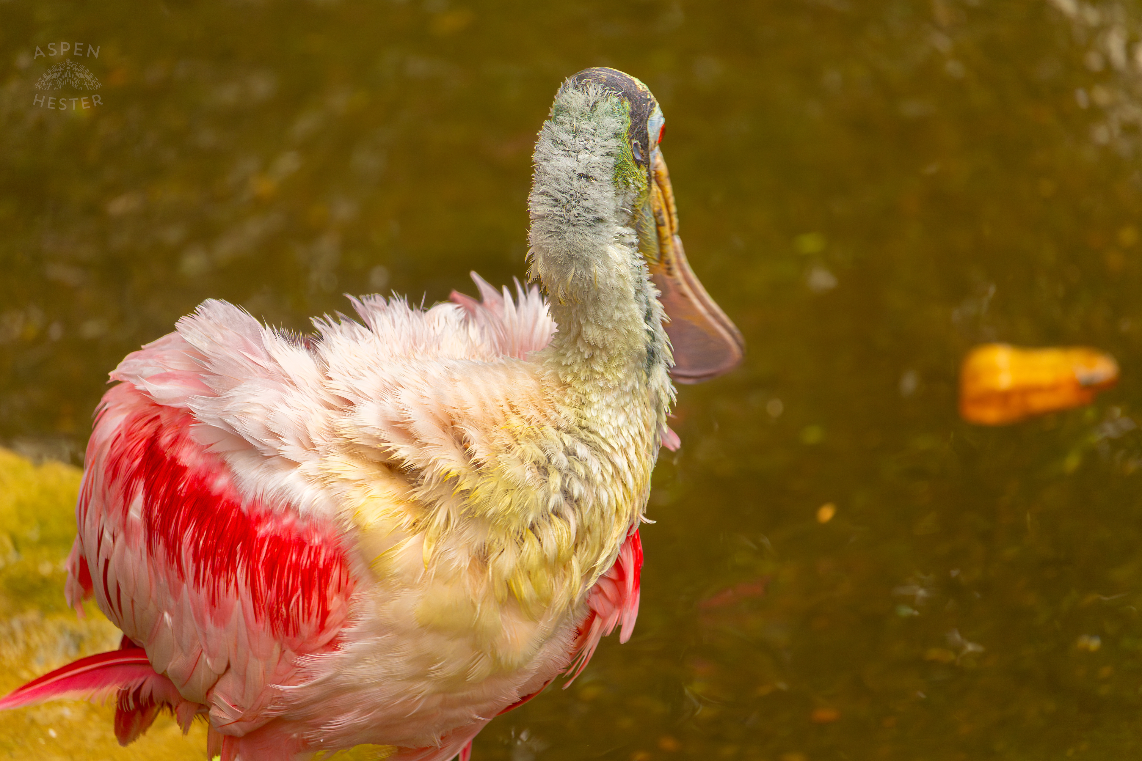 A Roseate Spoonbill in The Wetlands Inside The National Aviary in Pittsburgh Pennsylvania. February 26th, 2025/Aspen Hester