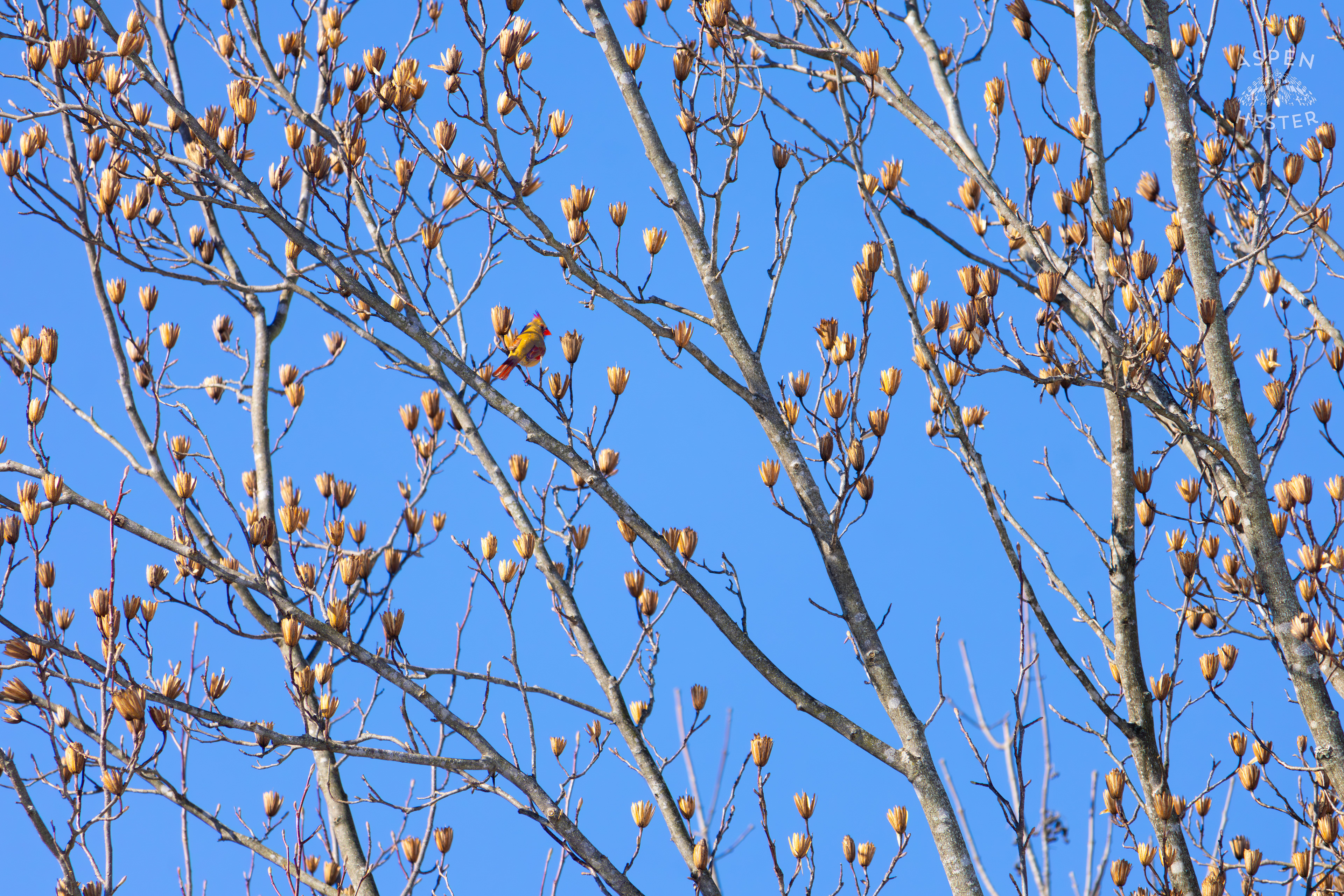 A Bright Female Cardinal Sits in A Tulip Tree in my Backyard. January 13th, 2025/Aspen Hester