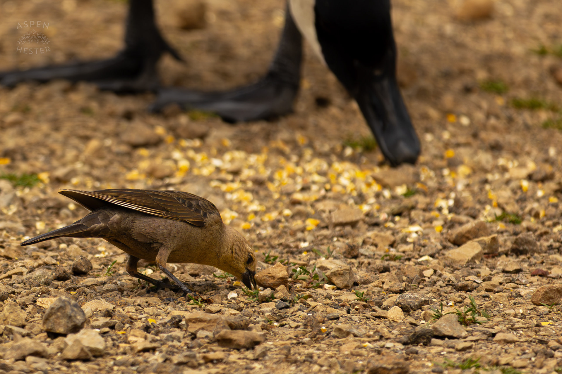 A Female Brown-Headed Cowbird Eats Bird Seed on The Banks of Middle Fork Beargrass Creek Where It Runs Through Brown Park. April 14th, 2025/Aspen Hester