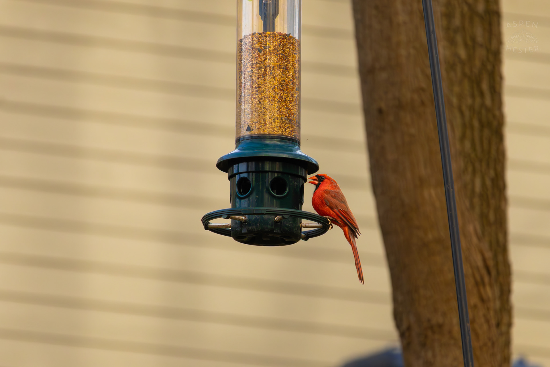A Male Cardinal Eats From A Birdfeeder in My Neighbor's Yard. March 29th, 2026/Aspen Hester
