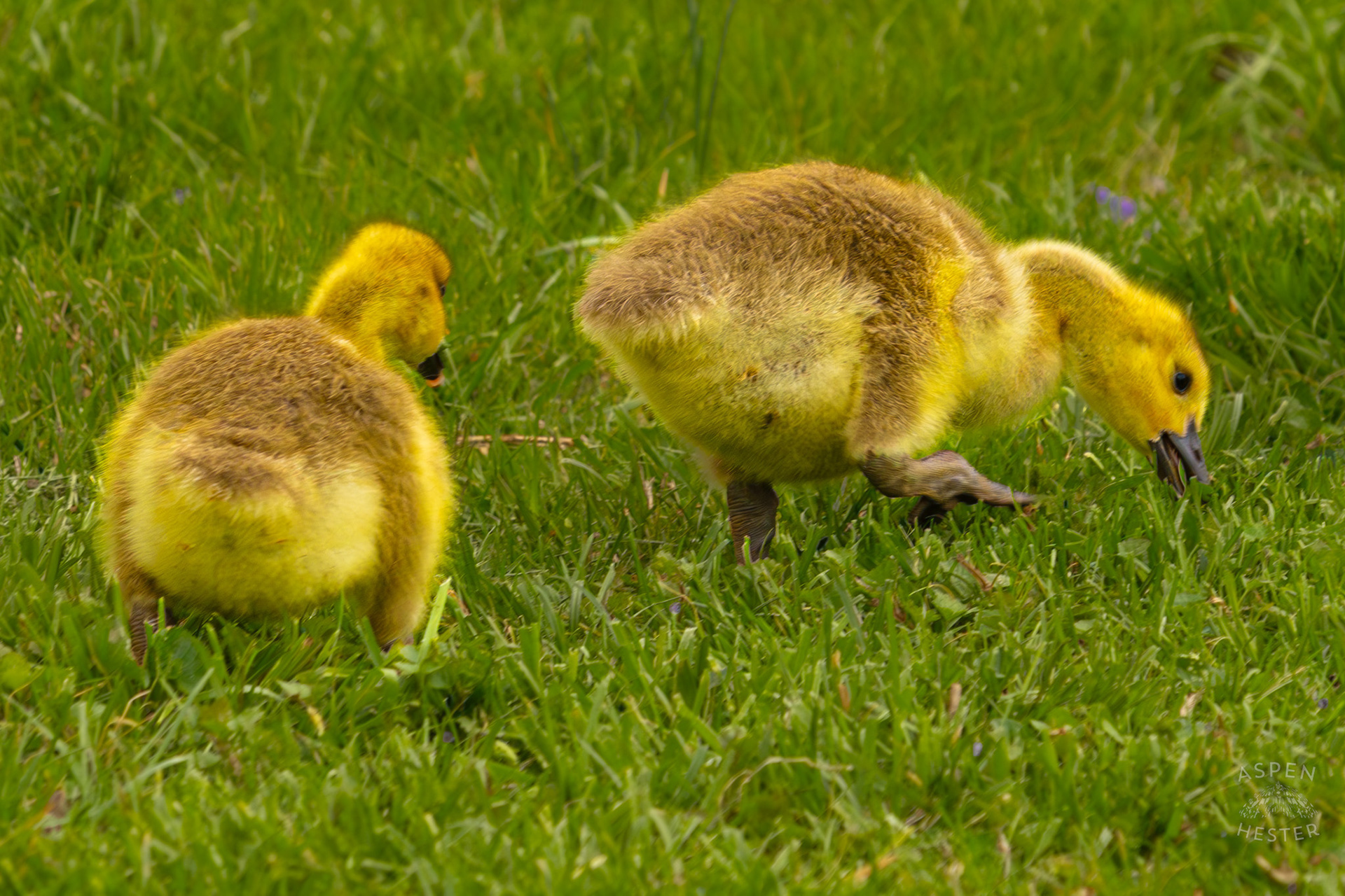 Two Goslings Graze Through Brown Park. April 14th, 2025/Aspen Hester