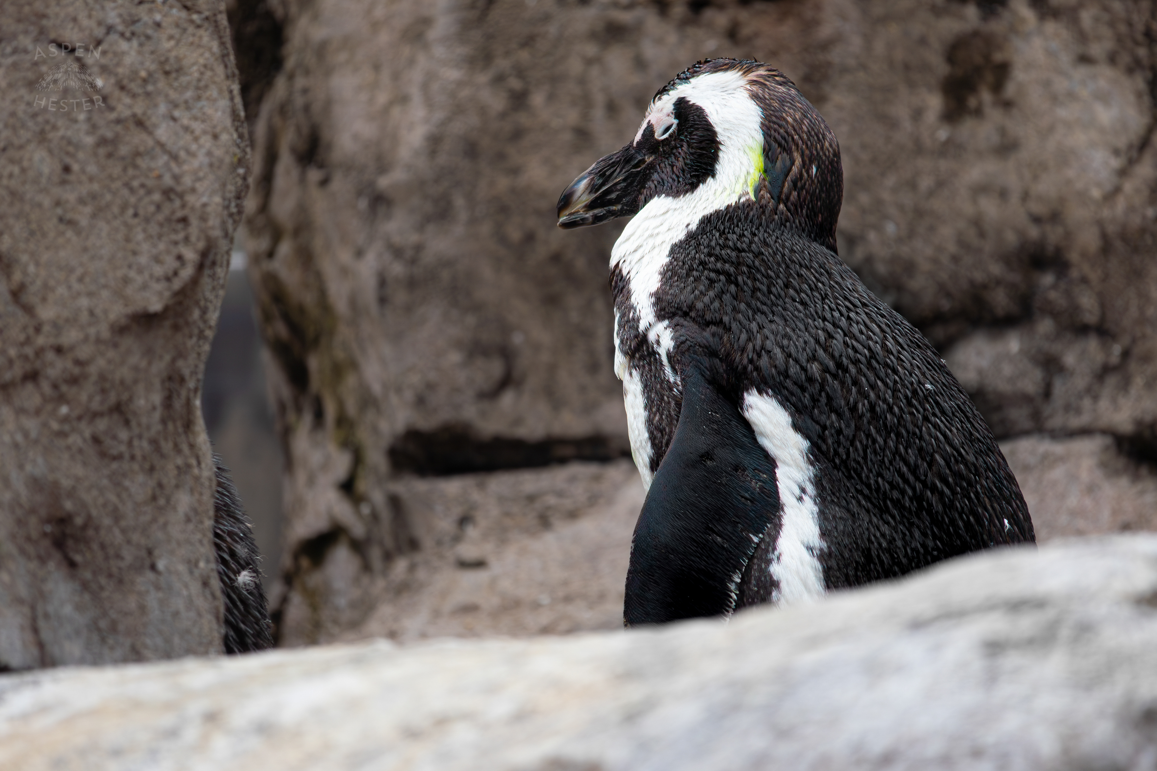 An African Penguin Living in Penguin Point Inside The National Aviary in Pittsburgh Pennsylvania. February 26th, 2025/Aspen Hester