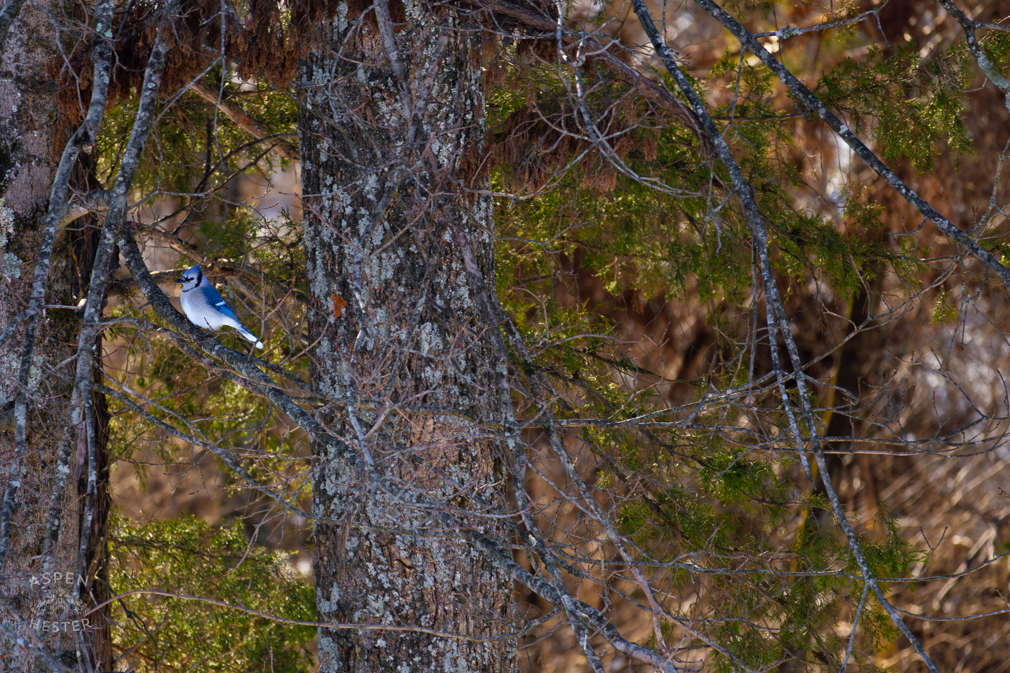A Blue Jay Sits in An Ash Tree in My Snowy Backyard. January 13th, 2025/Aspen Hester