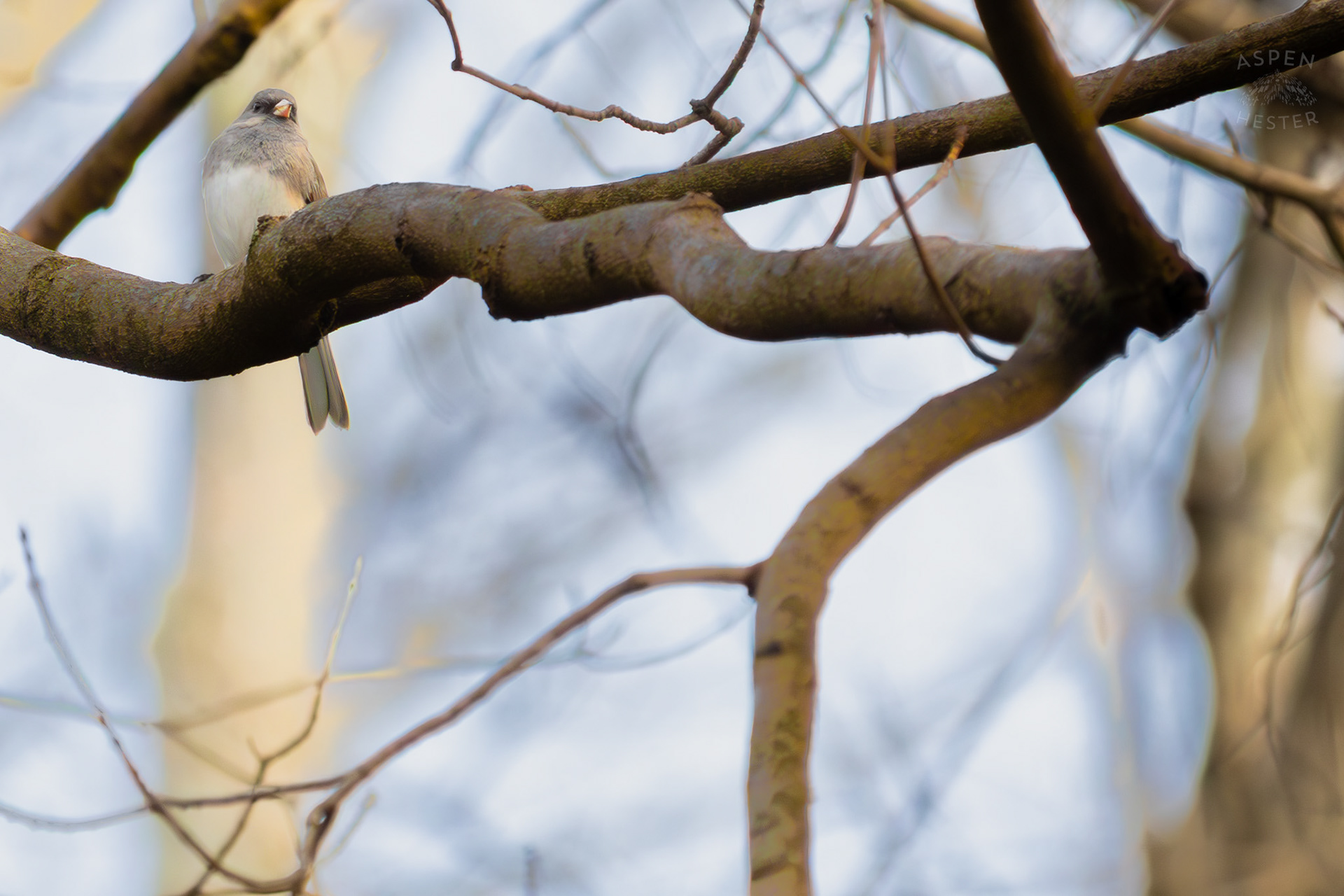 A Dark-Eyed Junco Perches on A Branch in My Neighbor's Yard. March 29th, 2026/Aspen Hester