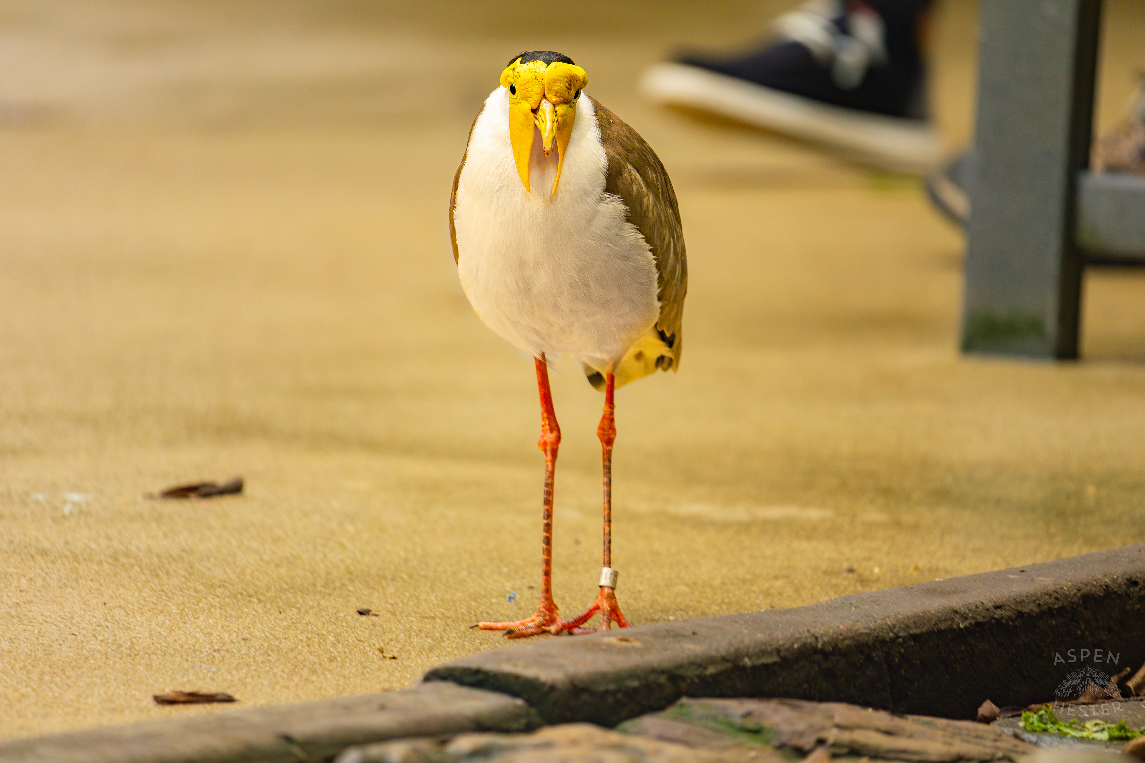 A Masked Lapwing Saunters Around The Rainforest Inside The National Aviary in Pittsburgh Pennsylvania. February 26th, 2025/Aspen Hester