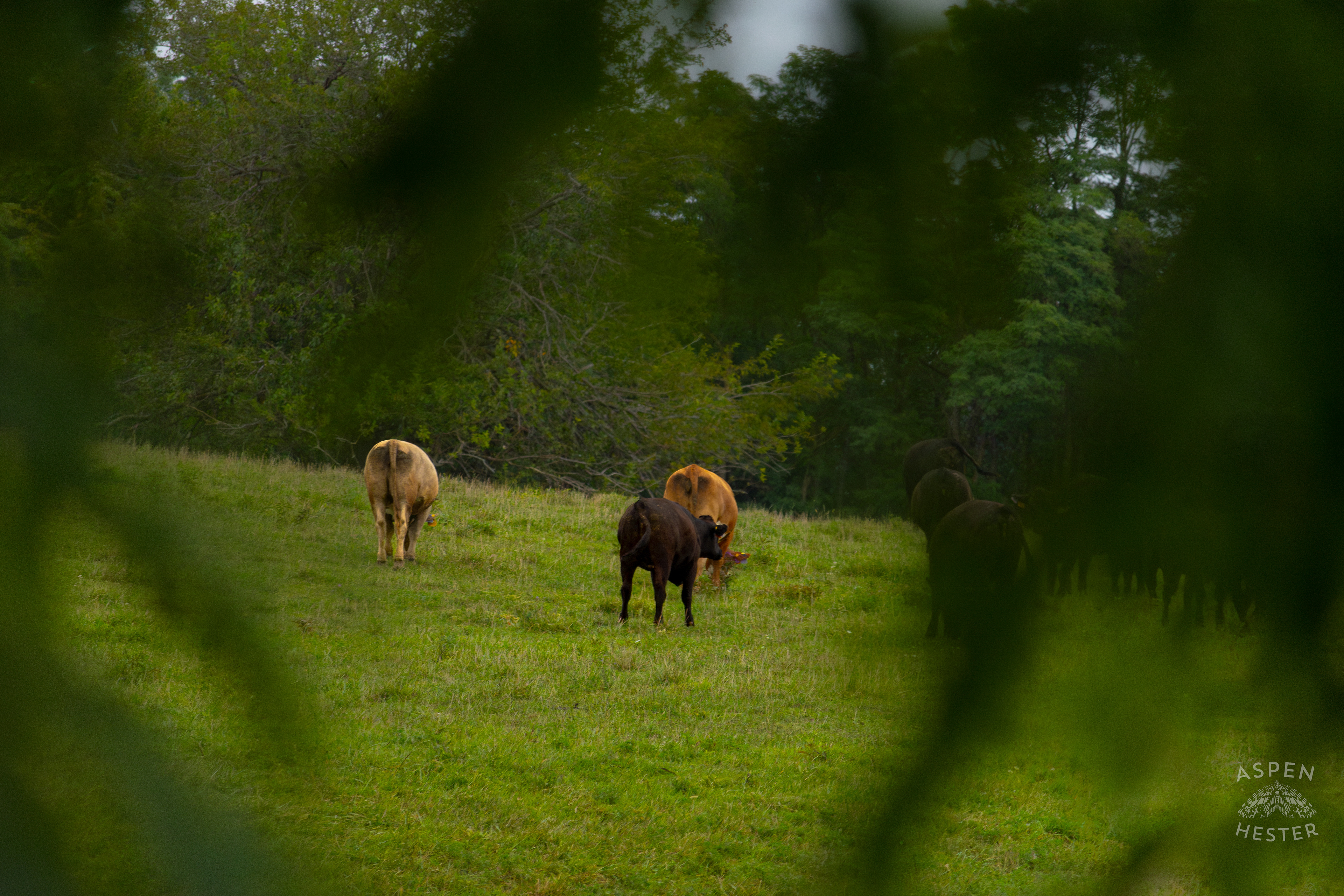 Cows Grazing on the Shore of Reformatory Lake. August 12th, 2024/Aspen Hester