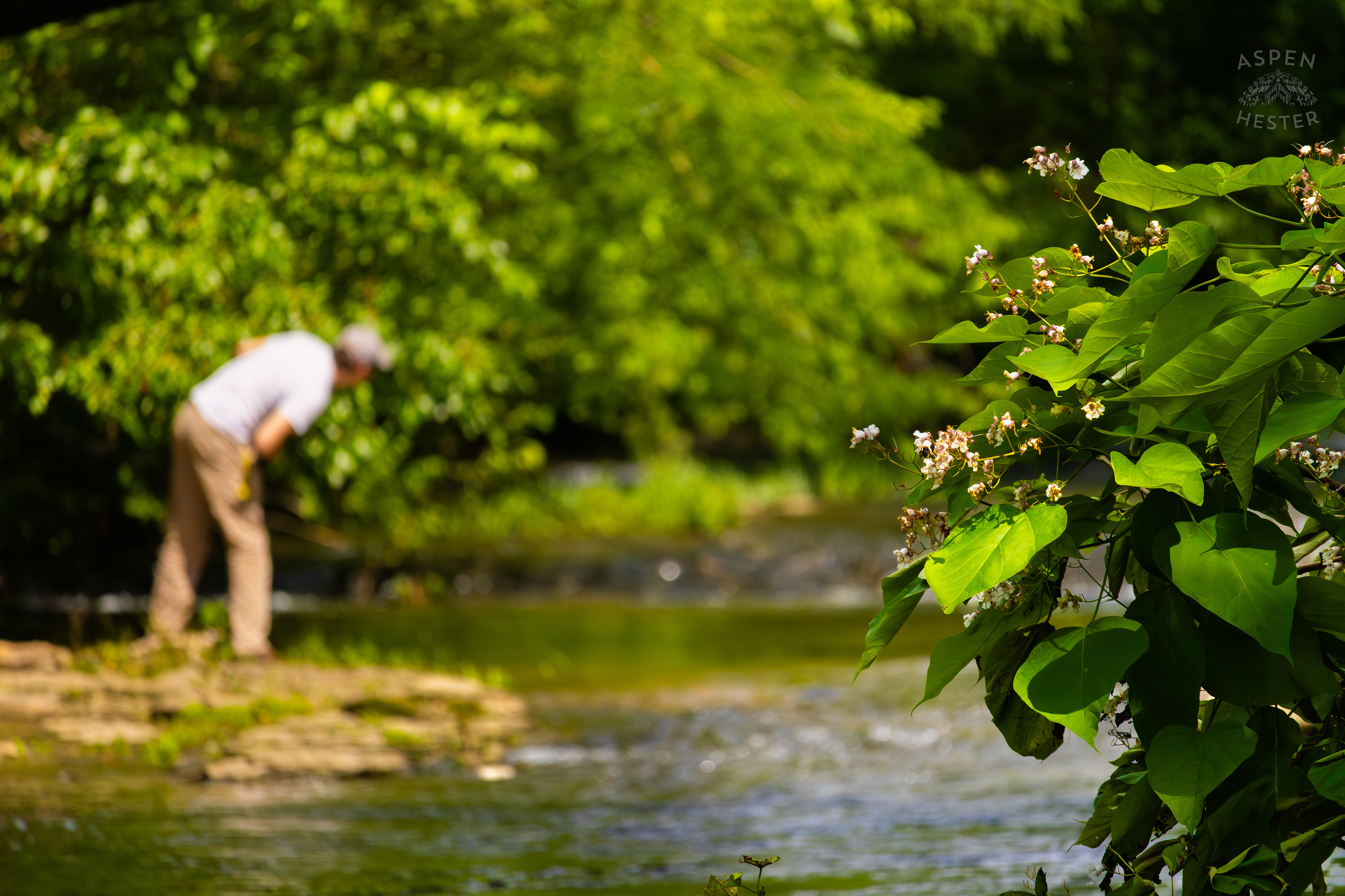 Buckwheat and Boyfriend Overhanging Middle Fork Beargrass Creek in Cherokee Park. May 28th, 2024/Aspen Hester