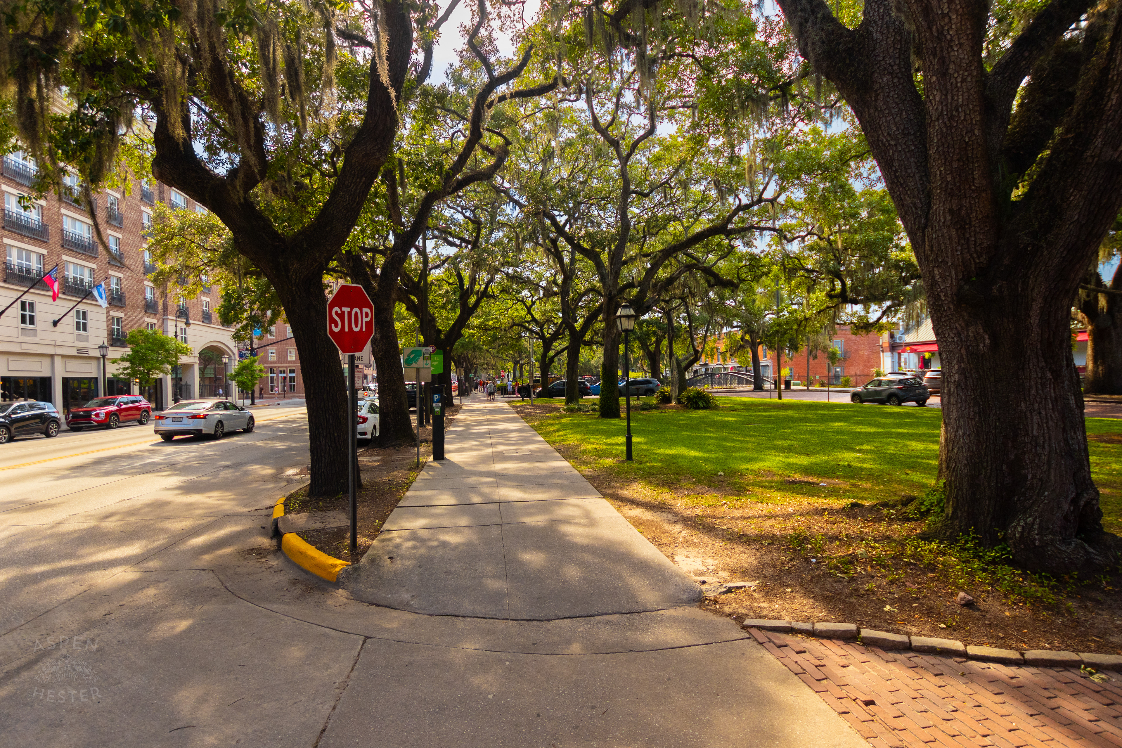 Oak Trees Lining The Sidewalk in Savannah Georgia. June 26th, 2024/Aspen Hester 