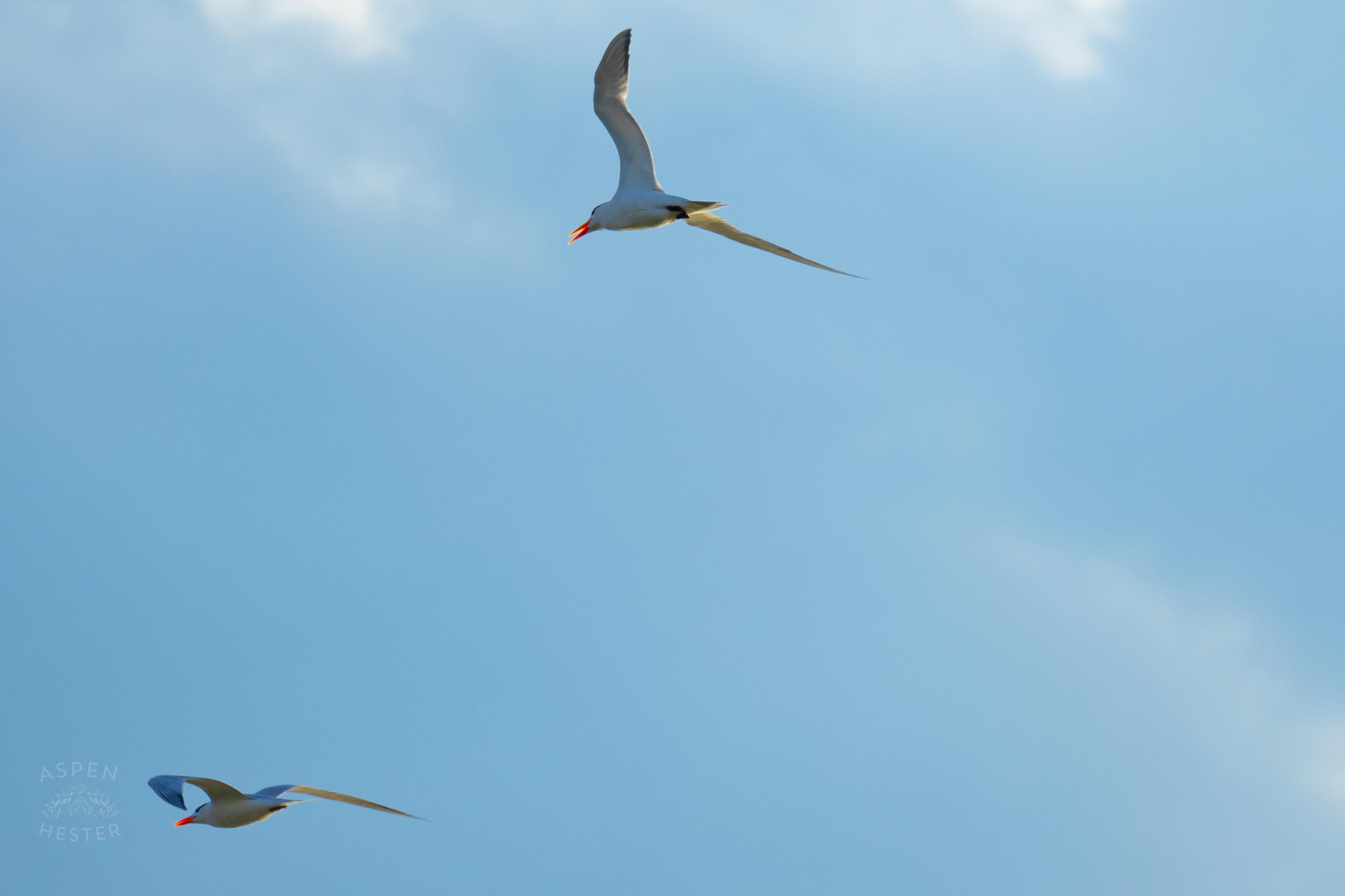 Seagull Flying Over Tybee Island Georgia. June 23rd, 2024/Aspen Hester
