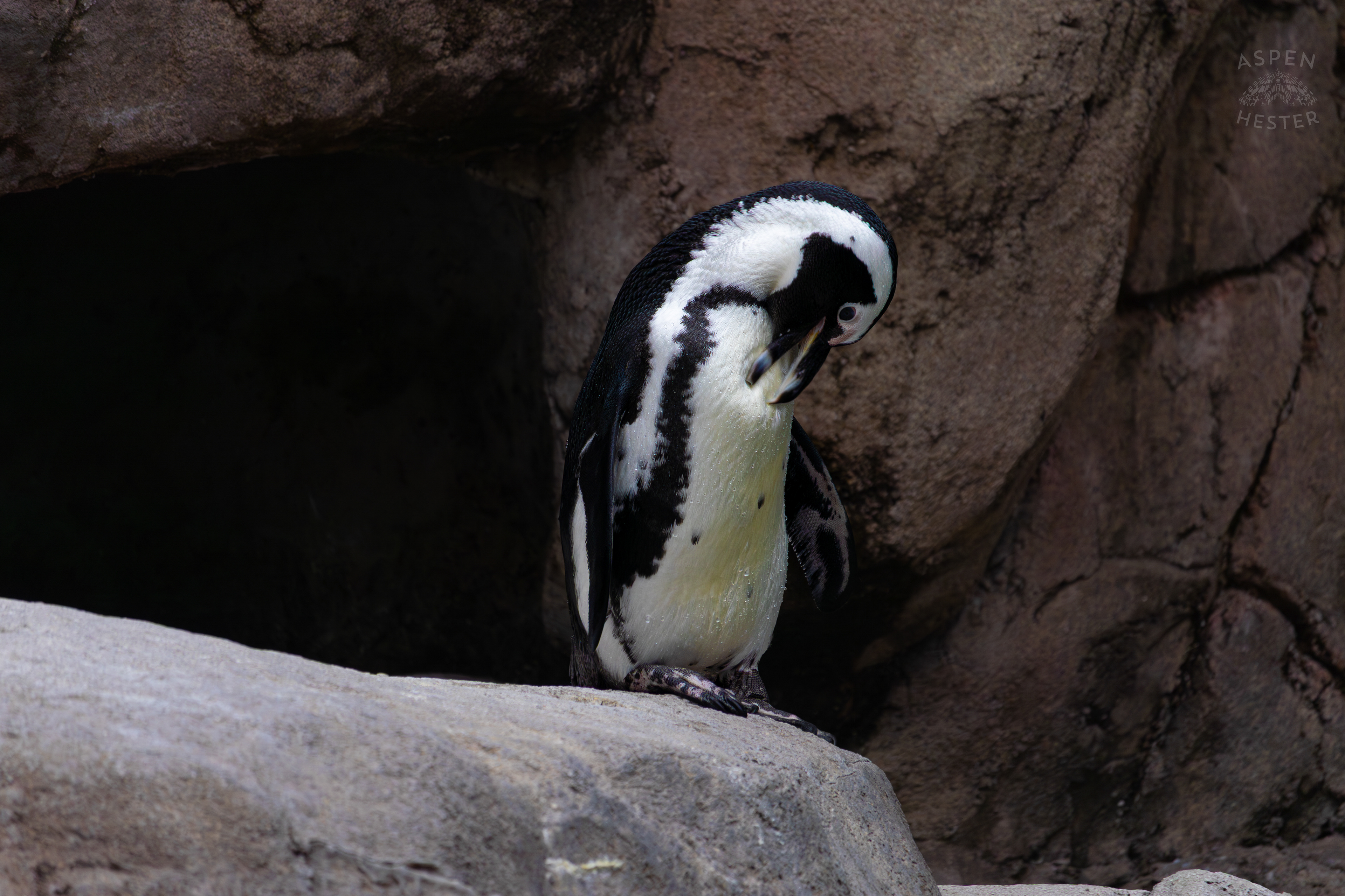 An African Penguin Living in Penguin Point Inside The National Aviary in Pittsburgh Pennsylvania. February 26th, 2025/Aspen Hester