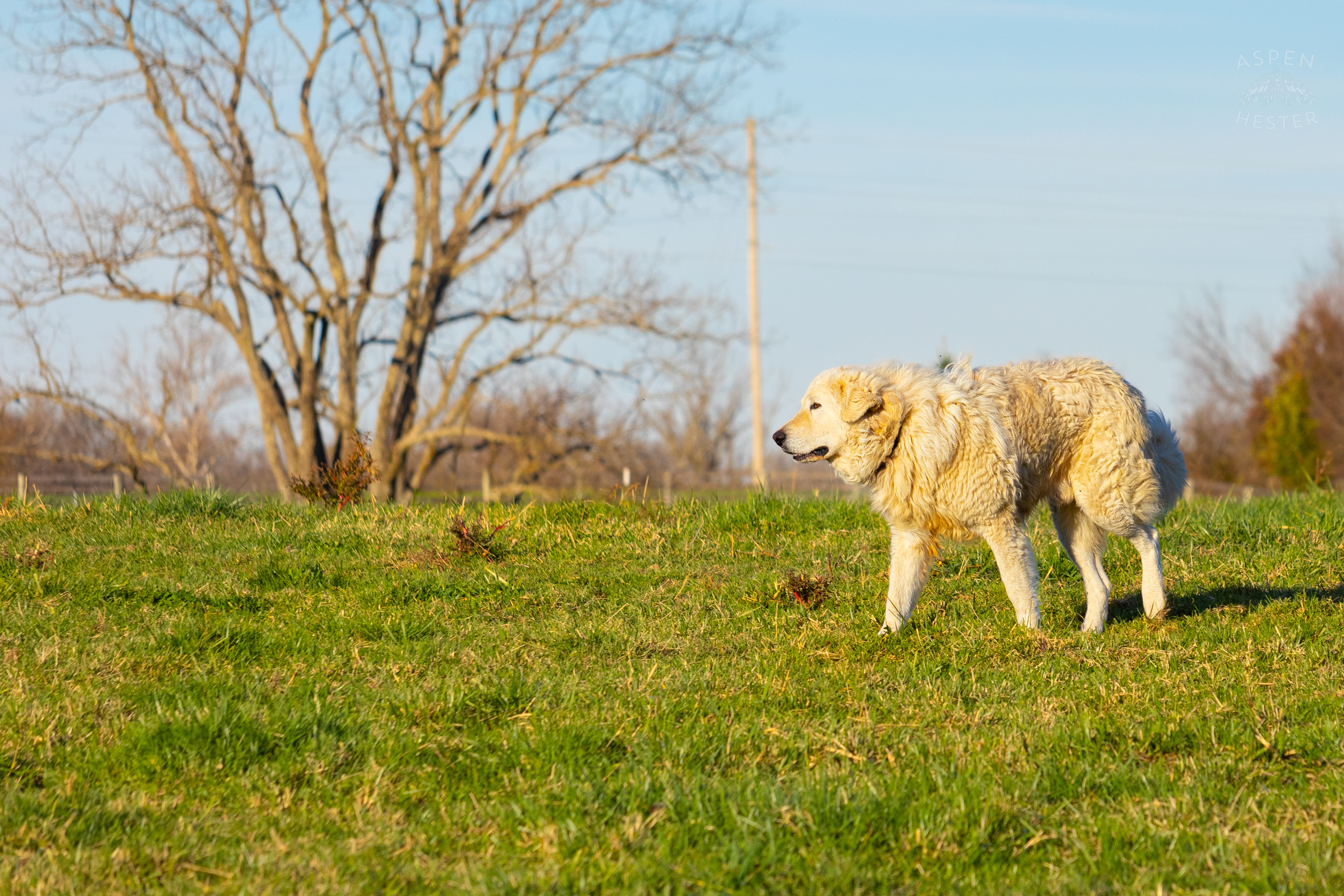 Farm and Guard Dog Charlie Patrolling The Fields on Skinner Farms Thanksgiving Turkey Pick Up Day. November 24th, 2024/Aspen Hester