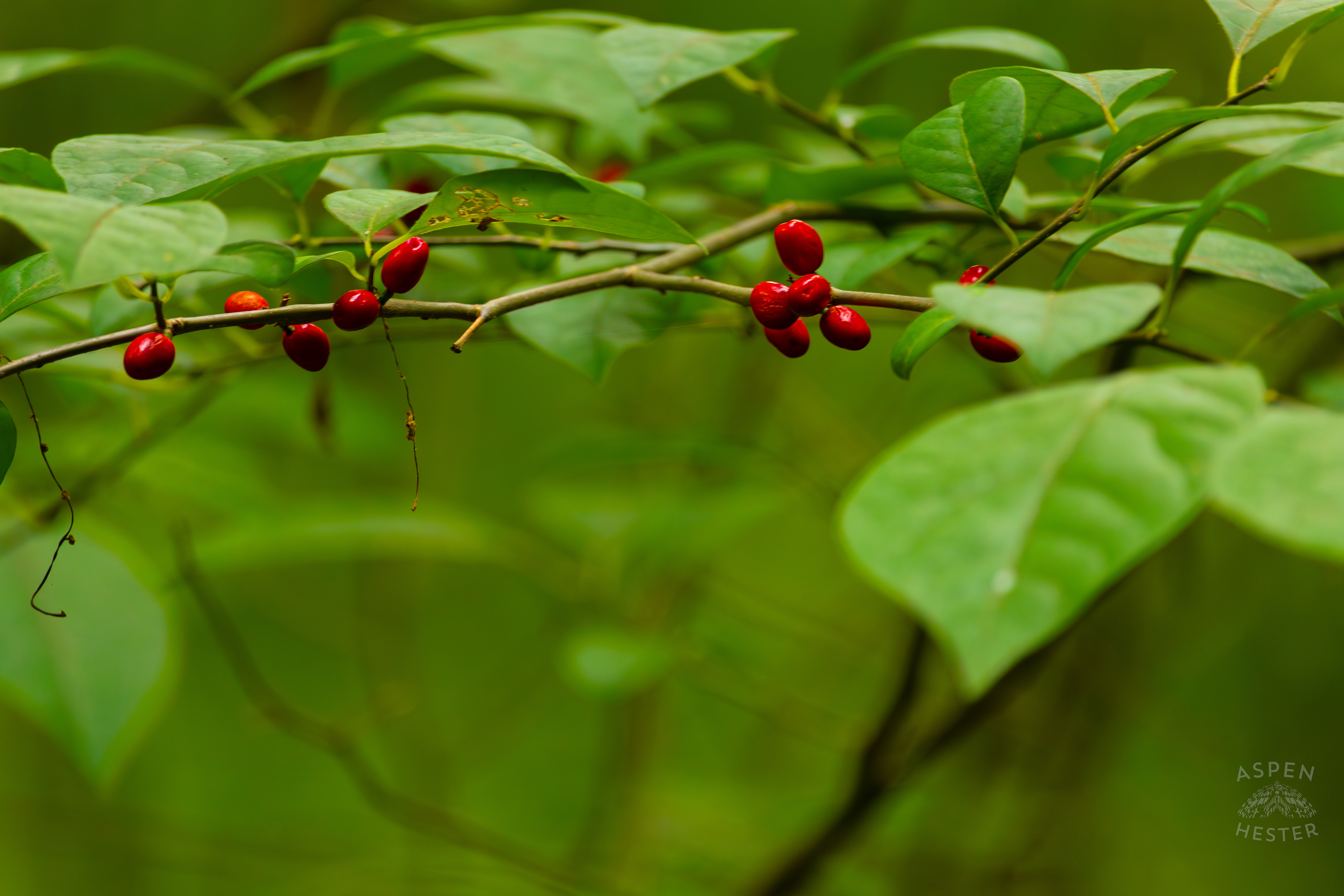 Spicebush Berries Growing Inside Jefferson Memorial Forest. September 3rd, 2024/Aspen Hester