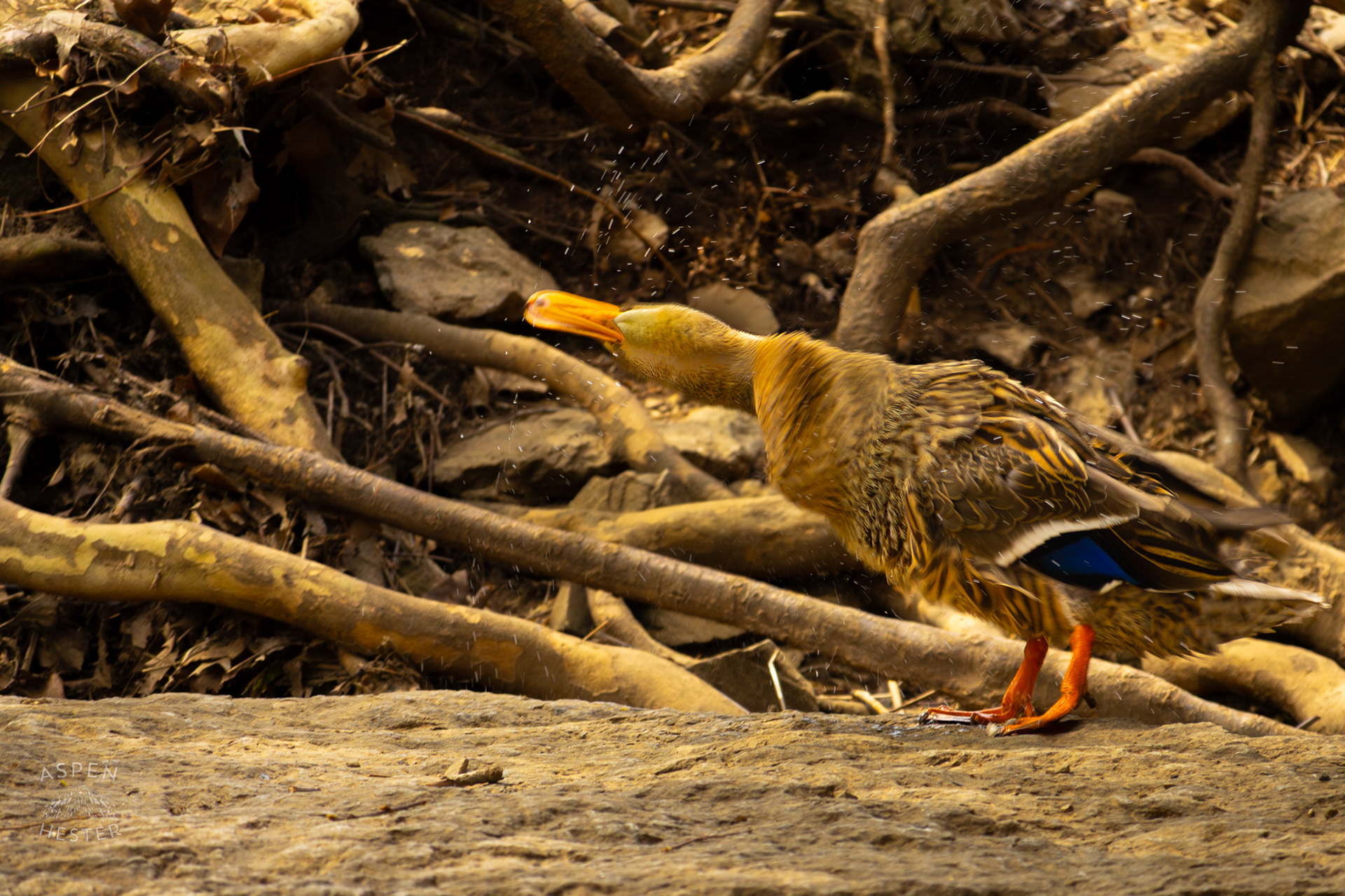 A Female Mallard Shakes Off Water on The Banks of Middle Fork Beargrass Creek Where It Runs Through Brown Park. April 14th, 2025/Aspen Hester
