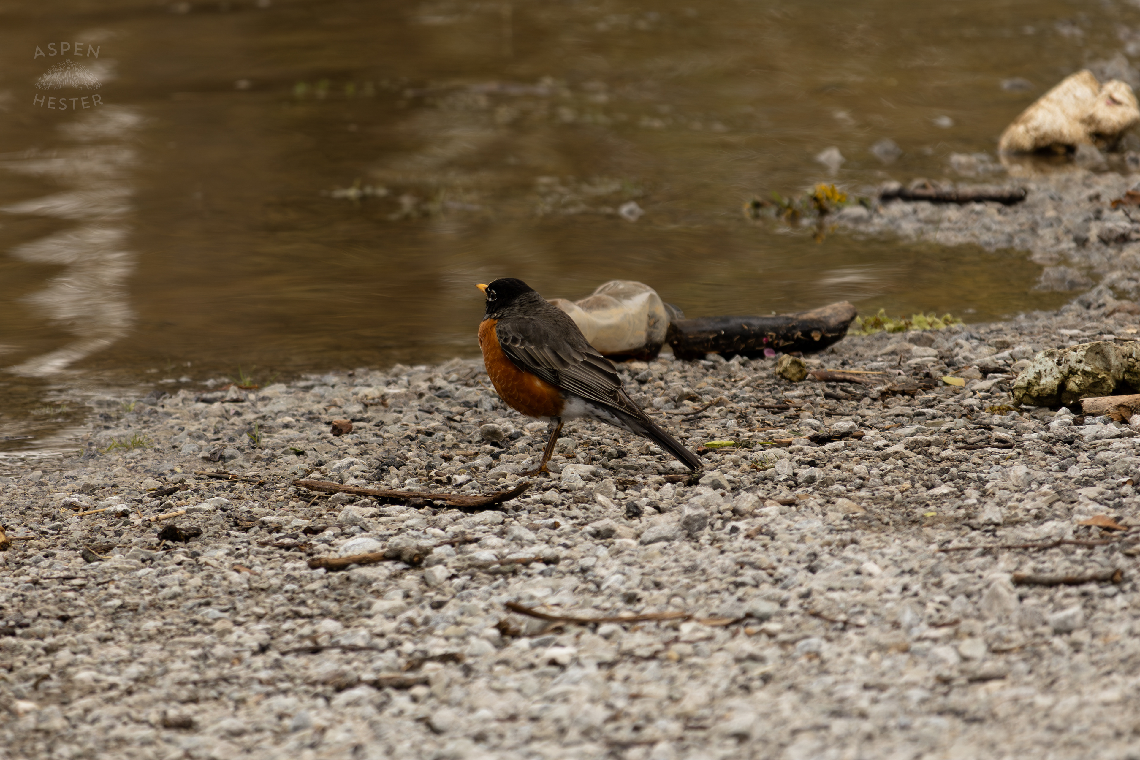A Robin Scavenges Near The Edge Of The Historic Flooding in Utica Indiana. April 9th, 2025/Aspen Hester