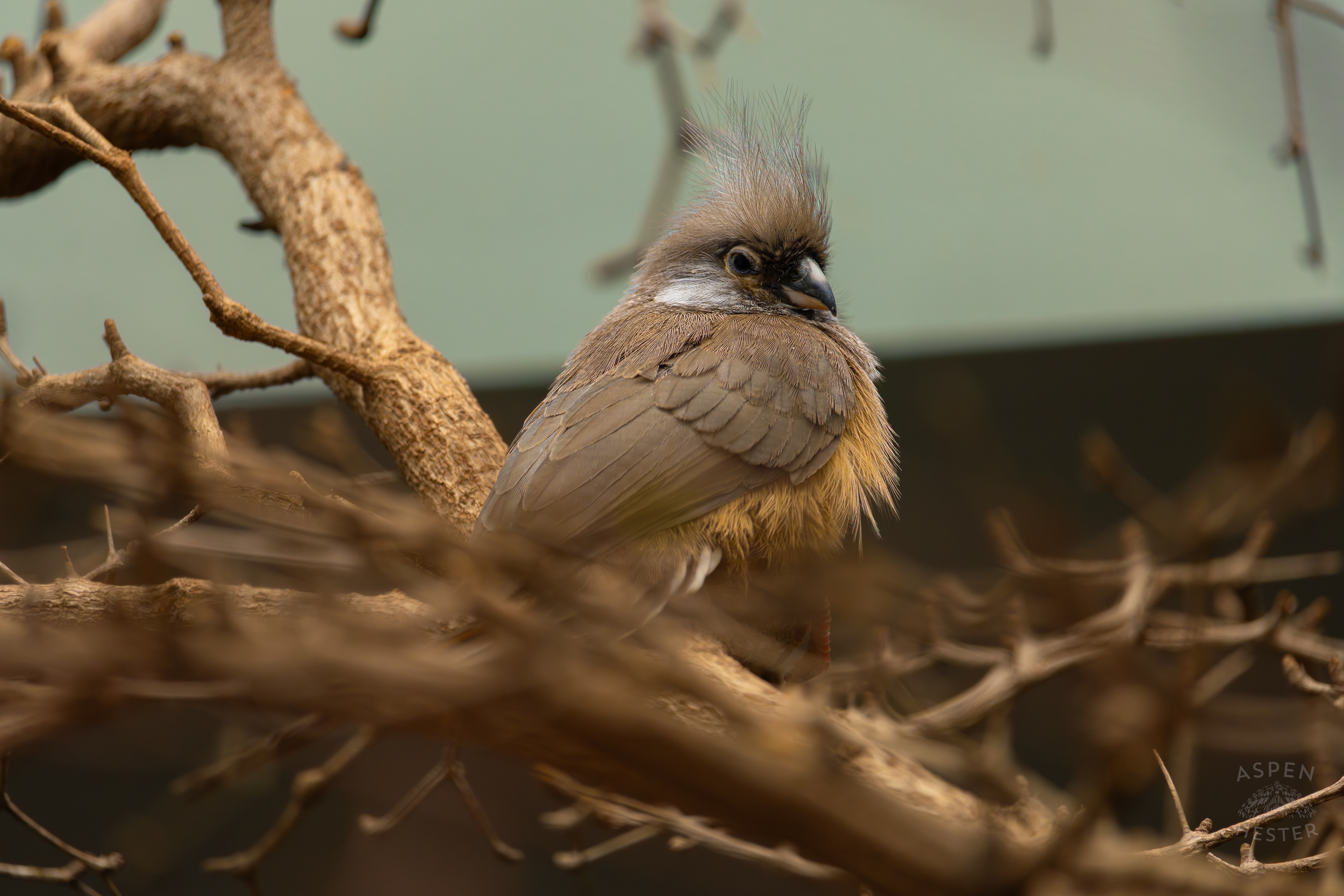A Speckled Mousebird Chills in The Grasslands Inside The National Aviary in Pittsburgh Pennsylvania. February 26th, 2025/Aspen Hester