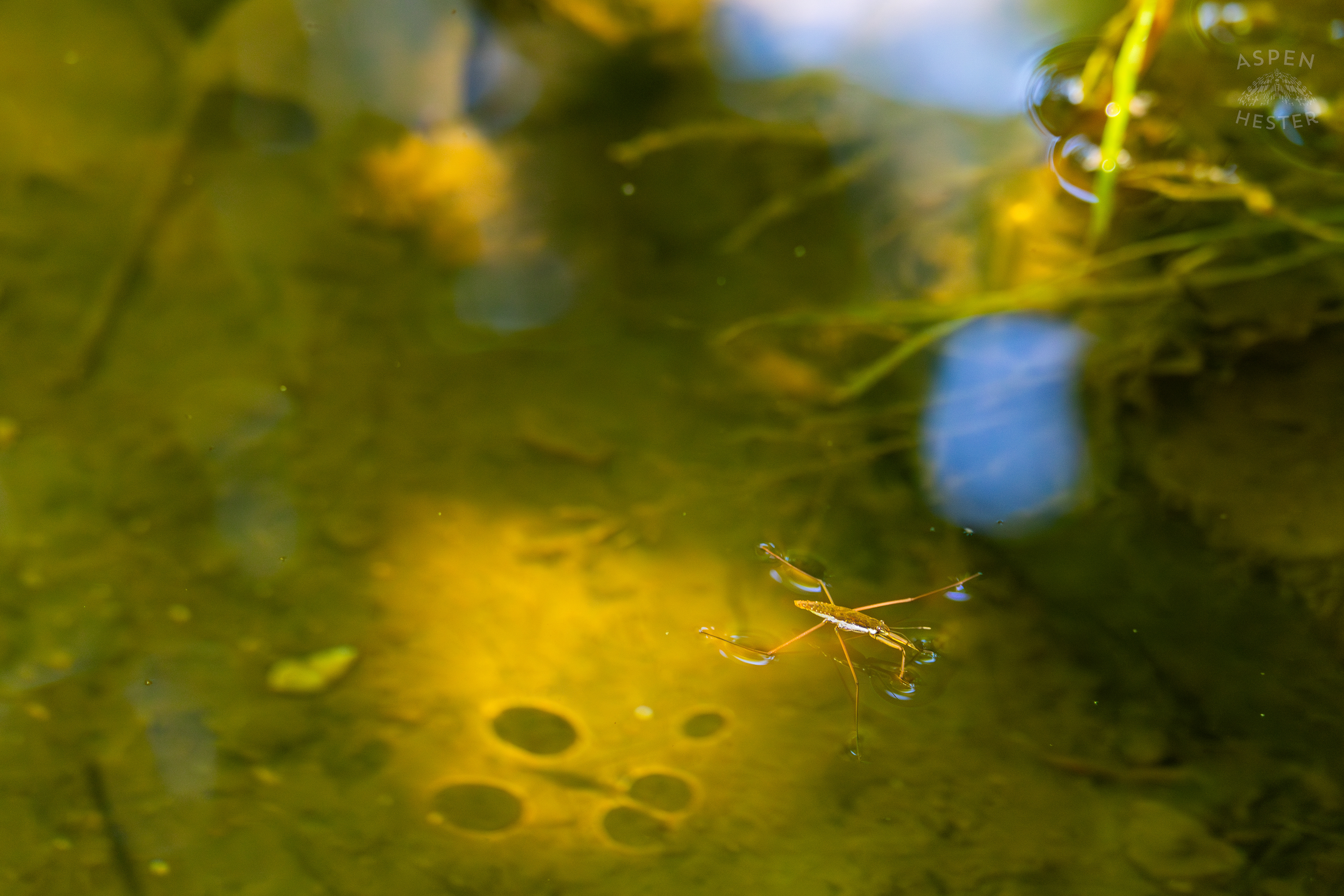 Water Strider on Middle Fork Beargrass Creek in Cherokee Park. May 28th, 2024/Aspen Hester
