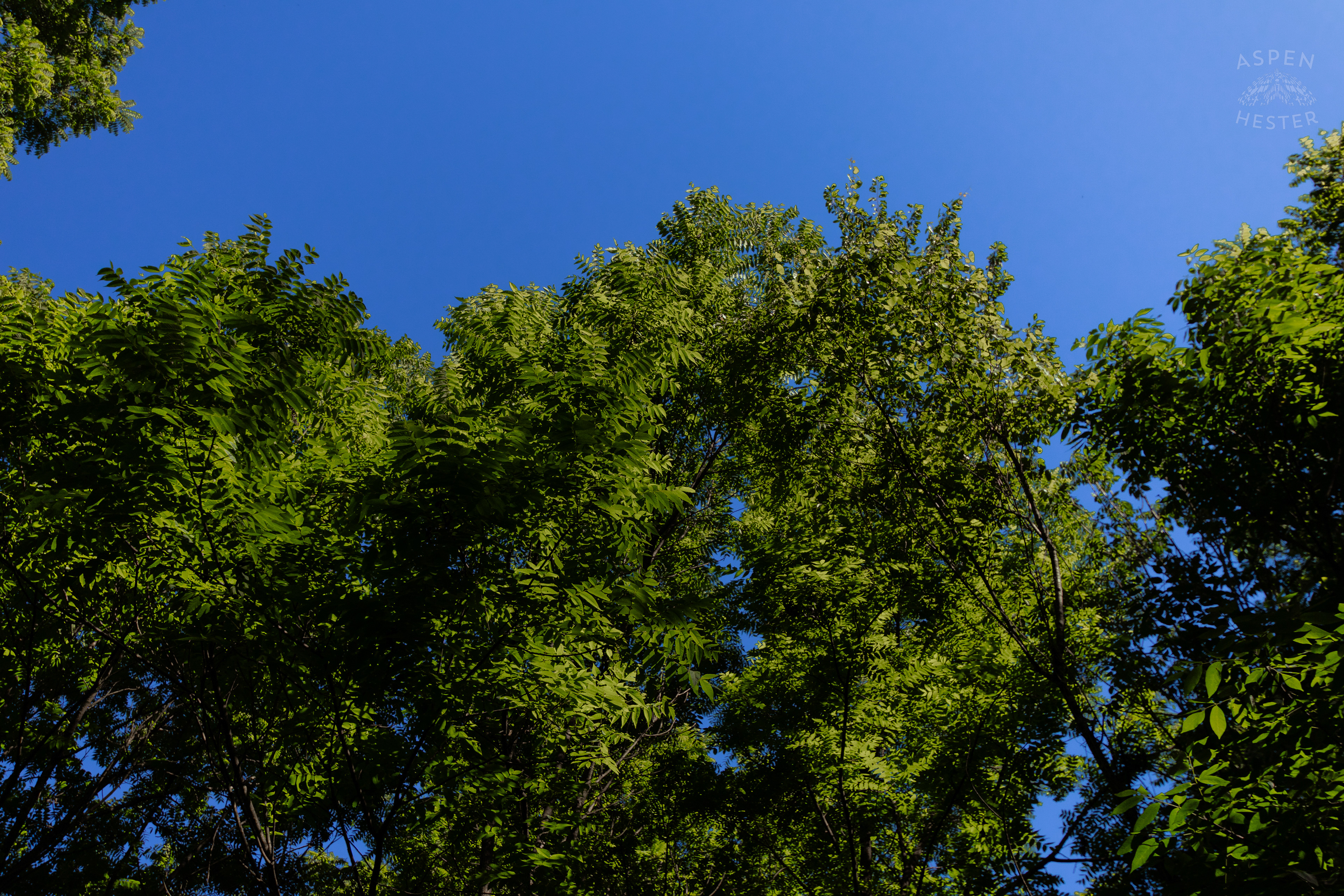 A Break in The Foliage in Cherokee Park. June 11th, 2024/Aspen Hester