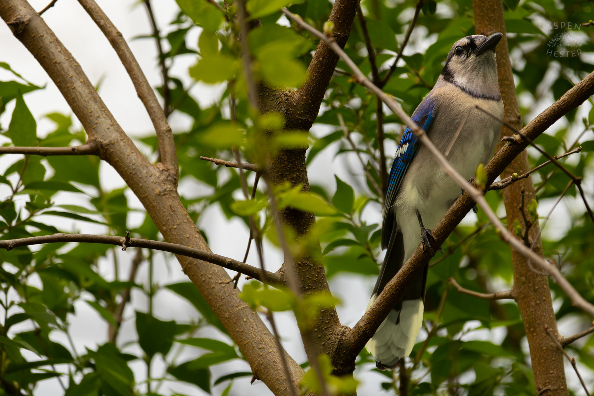 A Blue Jay Rests in The Trees of Brown Park. April 14th, 2025/Aspen Hester 