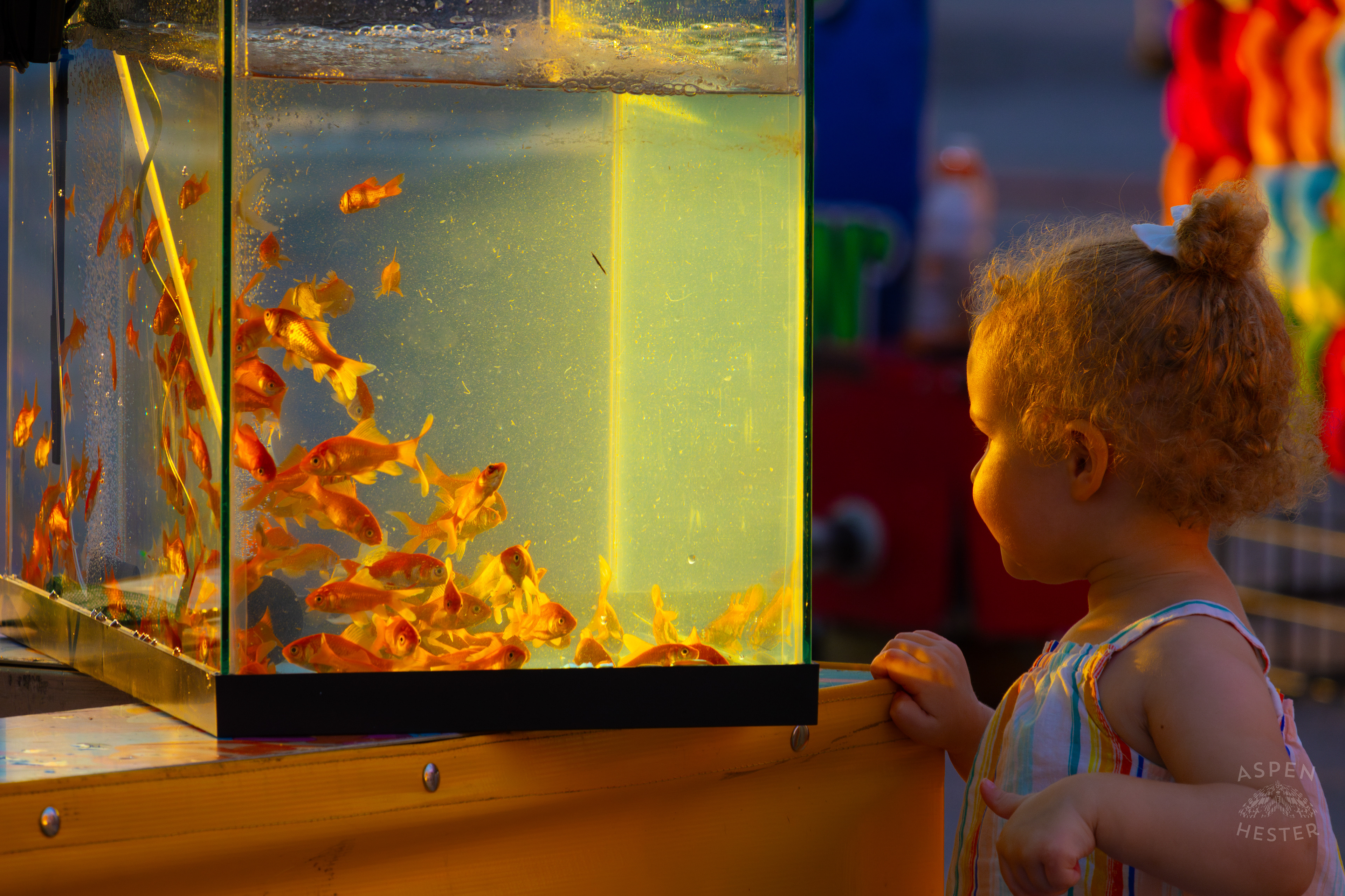 A Young Child Admires the Prize Fish at The 120th Kentucky State Fair at Sundown. July 15th, 2024/Aspen Hester