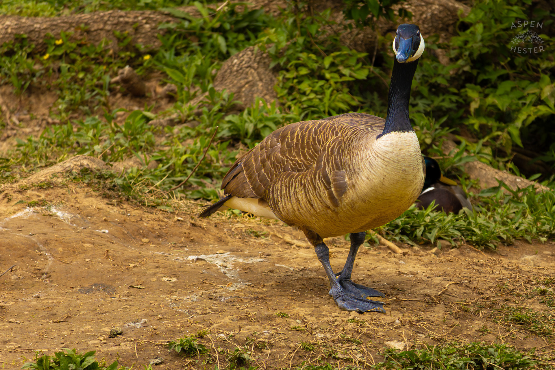 A Goose Flies into Middle Fork Beargrass Creek Where It Runs Through Brown Park. April 14th, 2025/Aspen Hester