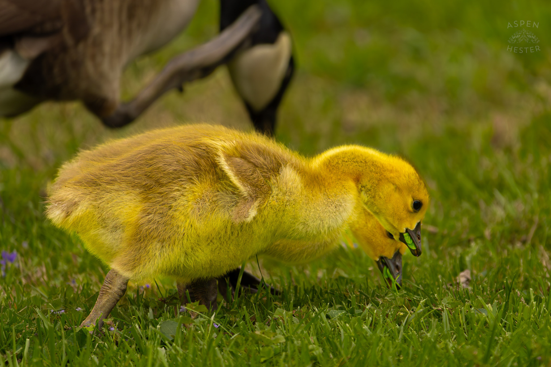 A Young Gosling Grazes Through Brown Park. April 14th, 2025/Aspen Hester