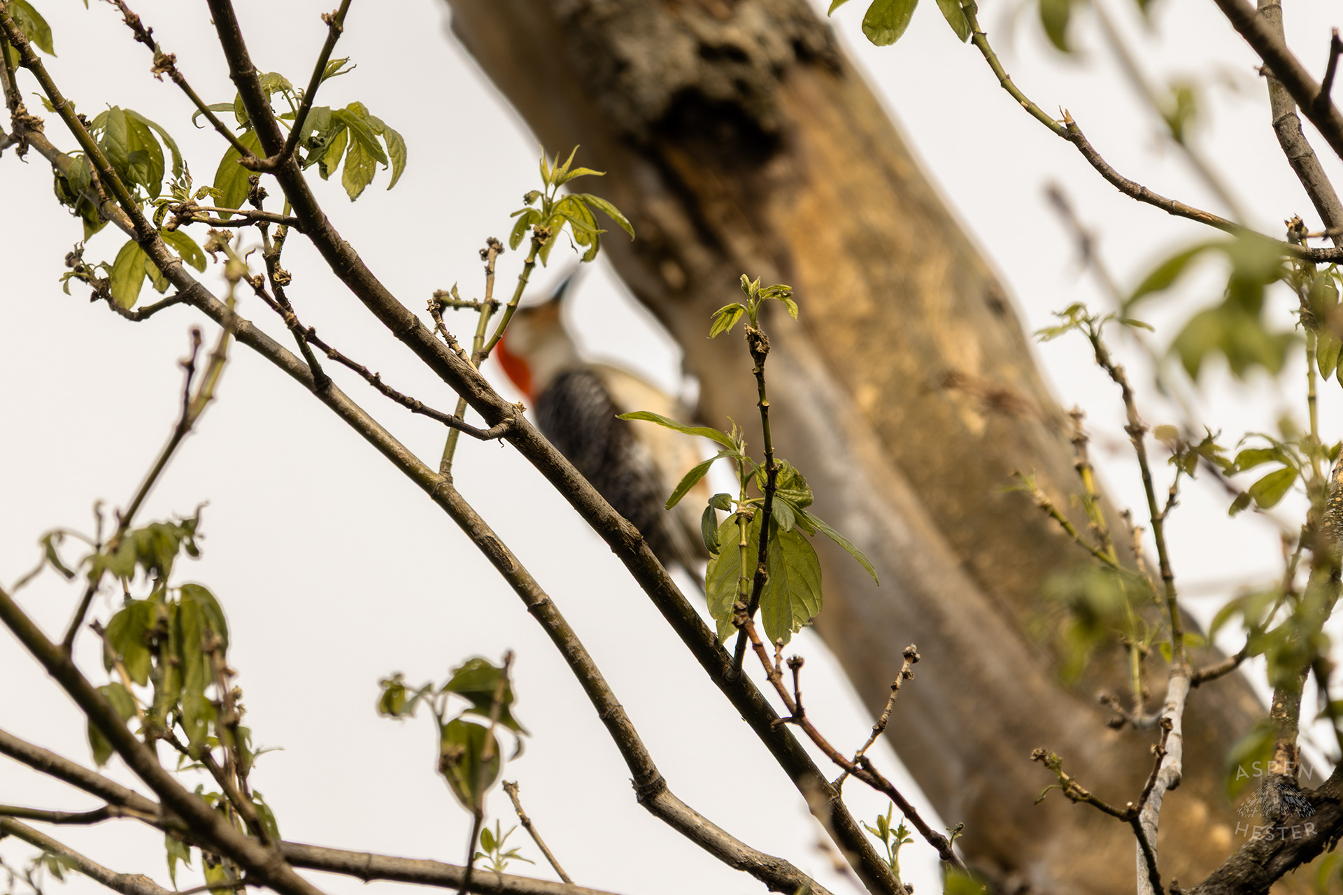 A Red-Bellied Woodpecker Forages in A Tree Above Water Amid The Historic Flooding in Utica Indiana. April 9th, 2025/Aspen Hester