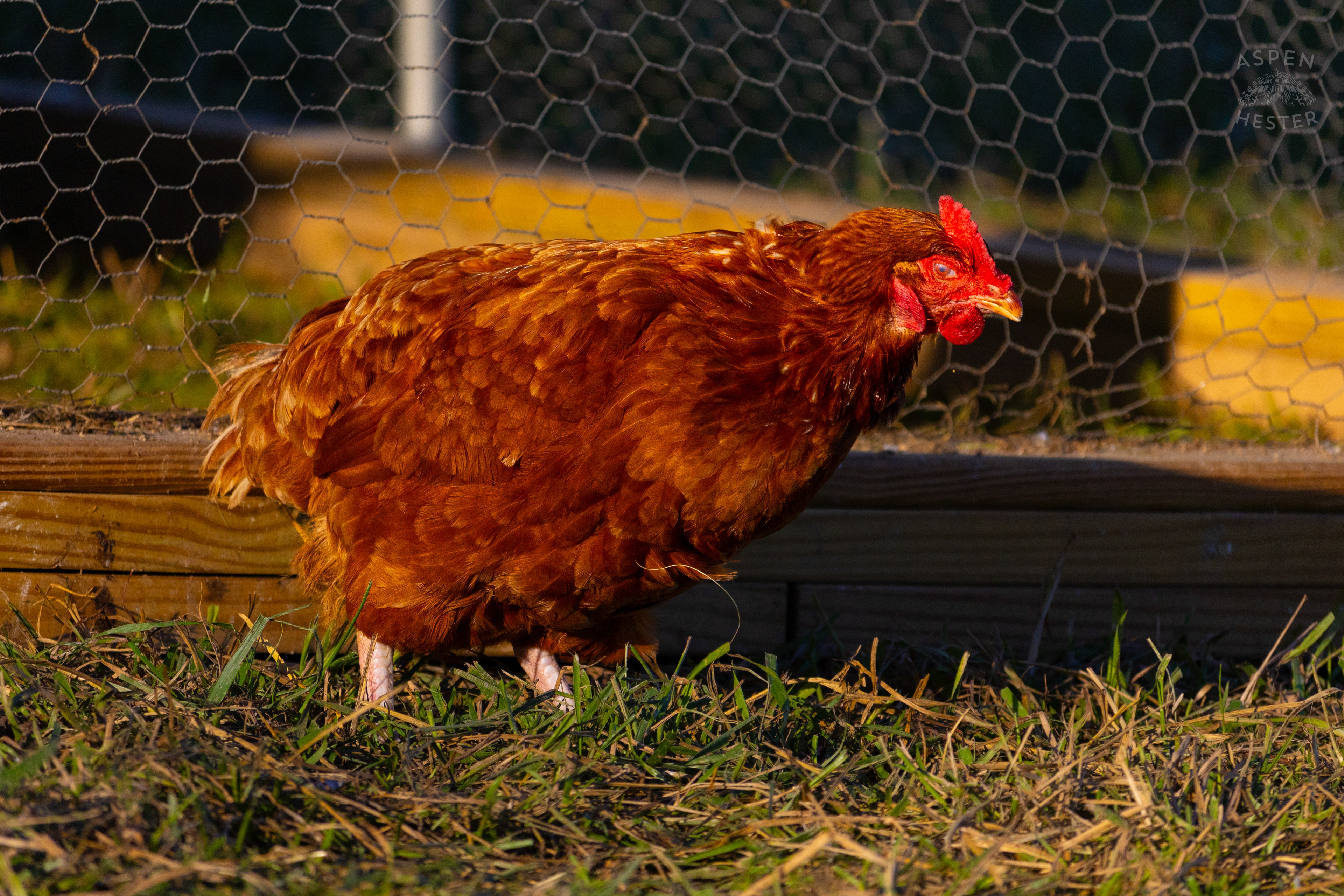 A Chicken Pecking About on Skinner Farms Thanksgiving Turkey Pick Up Day. November 24th, 2024/Aspen Hester