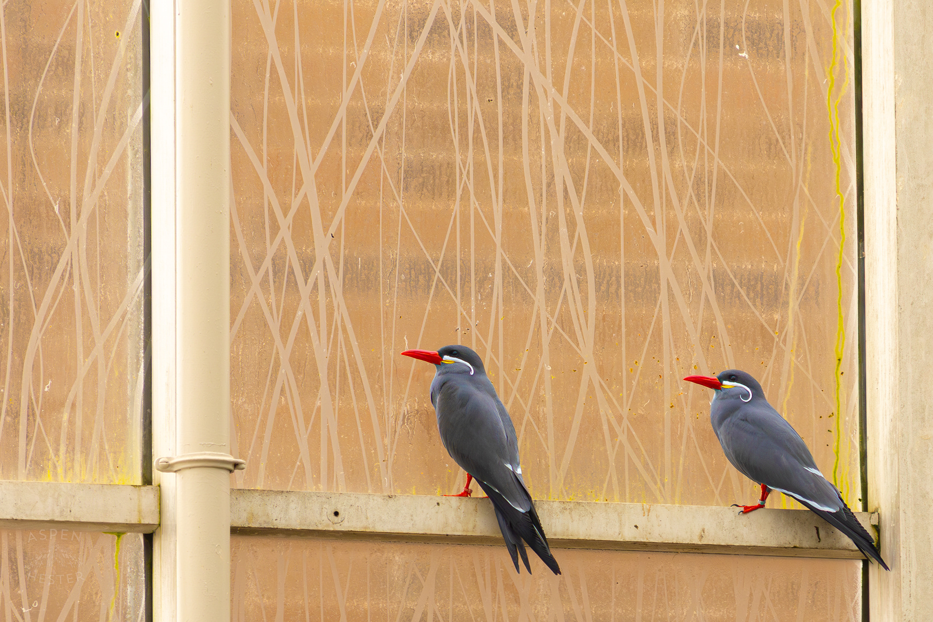 Two Inca Terns Sit High Up In The Wetlands Inside The National Aviary in Pittsburgh Pennsylvania. February 26th, 2025/Aspen Hester