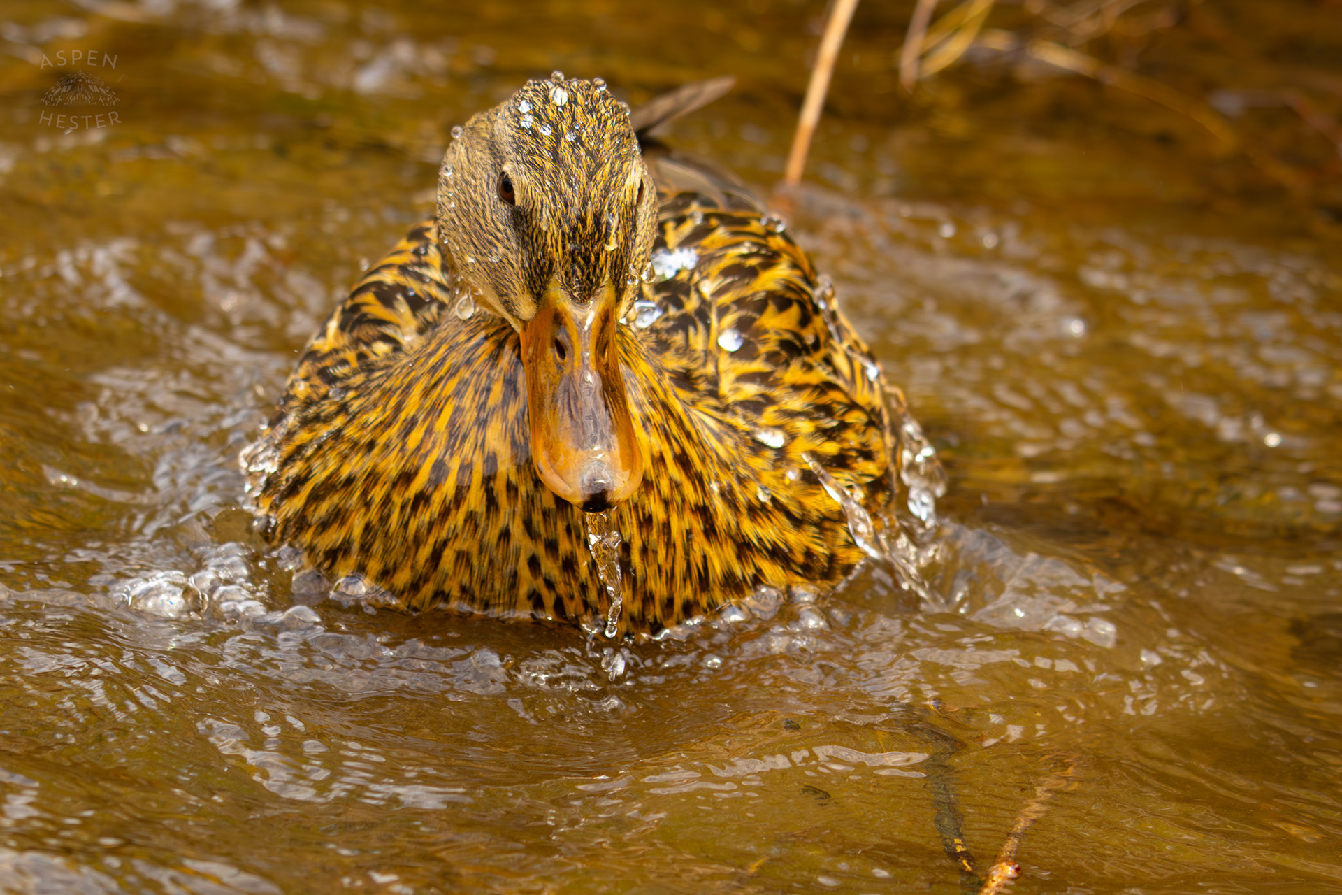 A Female Mallard Washes Herself in Middle Fork Beargrass Creek Where It Runs Through Brown Park. April 14th, 2025/Aspen Hester