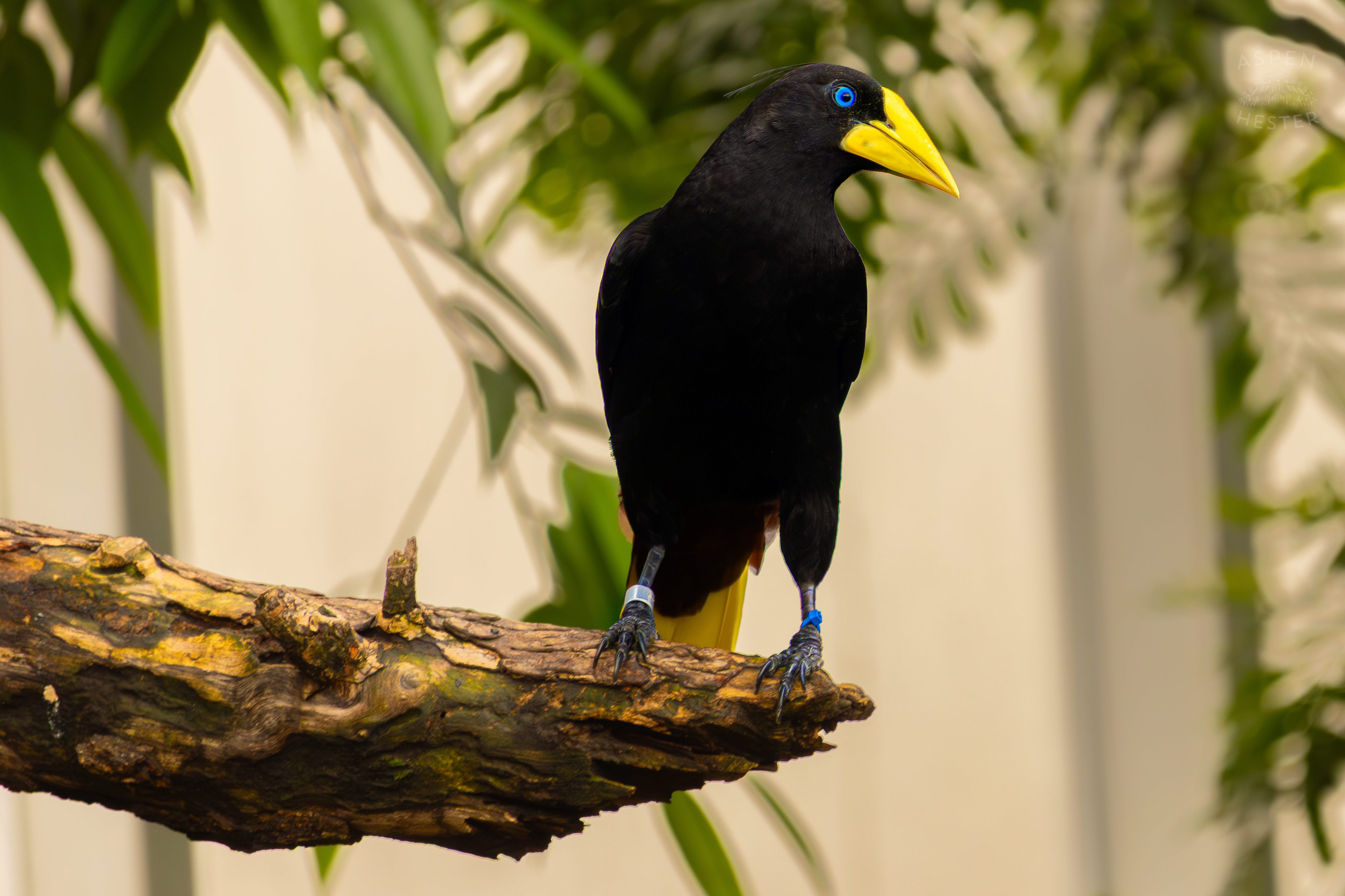 A Crested Oropendola Perches On A Tree In The Wetlands Inside The National Aviary in Pittsburgh Pennsylvania. February 26th, 2025/Aspen Hester