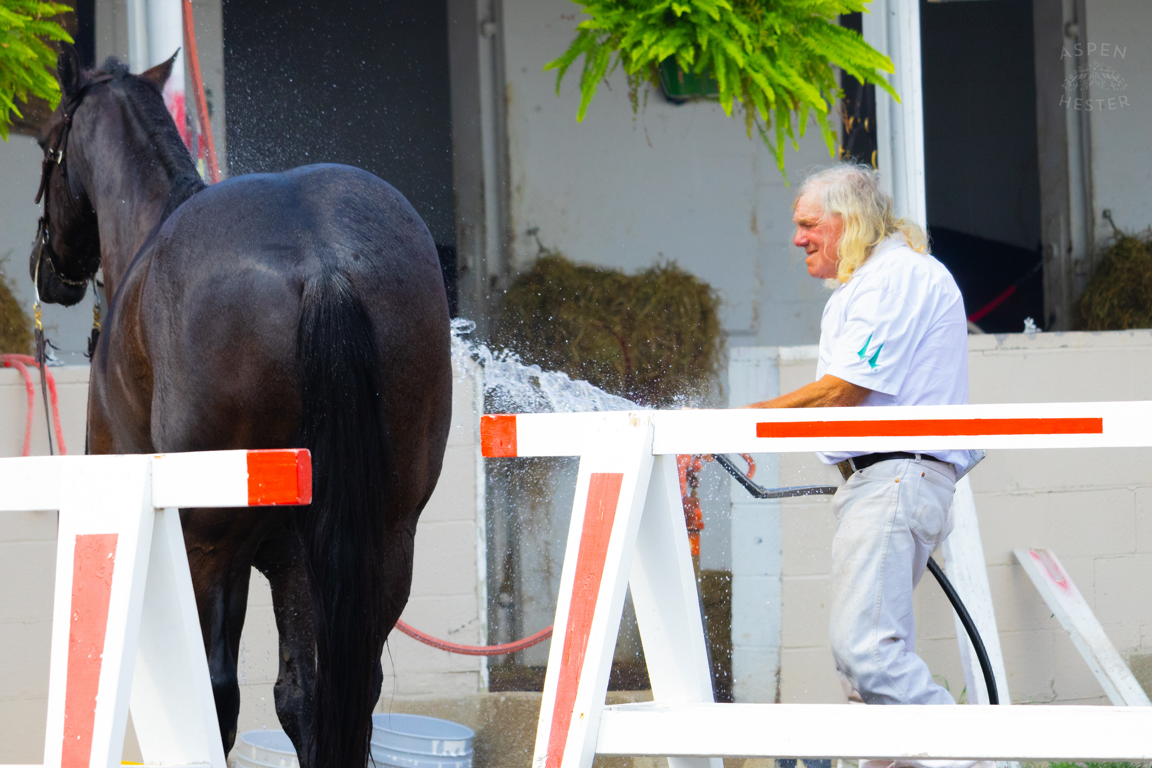 Bath Time for an Unknown Horse. June 21st, 2024/Aspen Hester