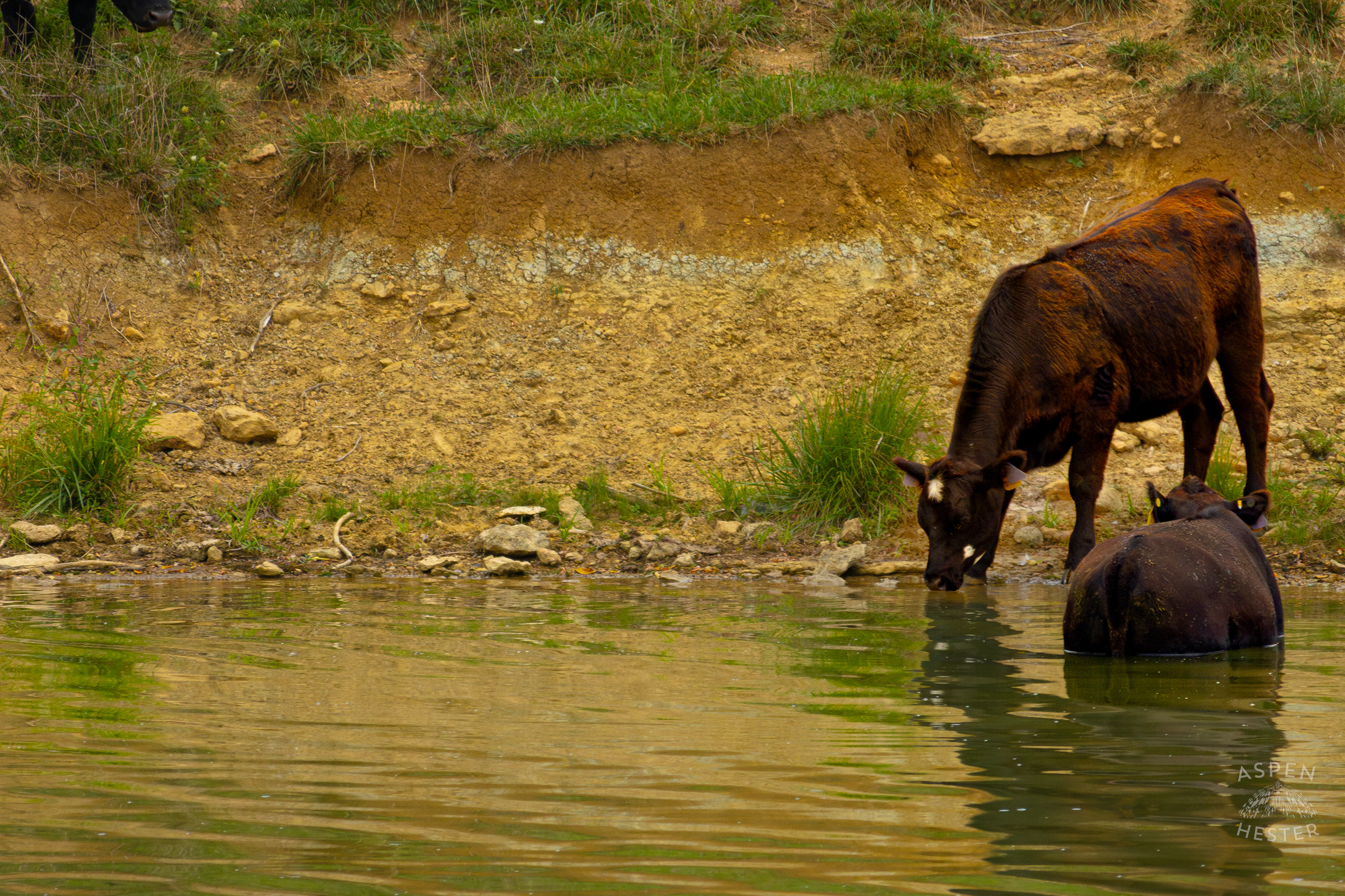 A Cow Wading in the Cool Waters of Reformatory Lake with Another Coming to Join. August 12th, 2024/Aspen Hester