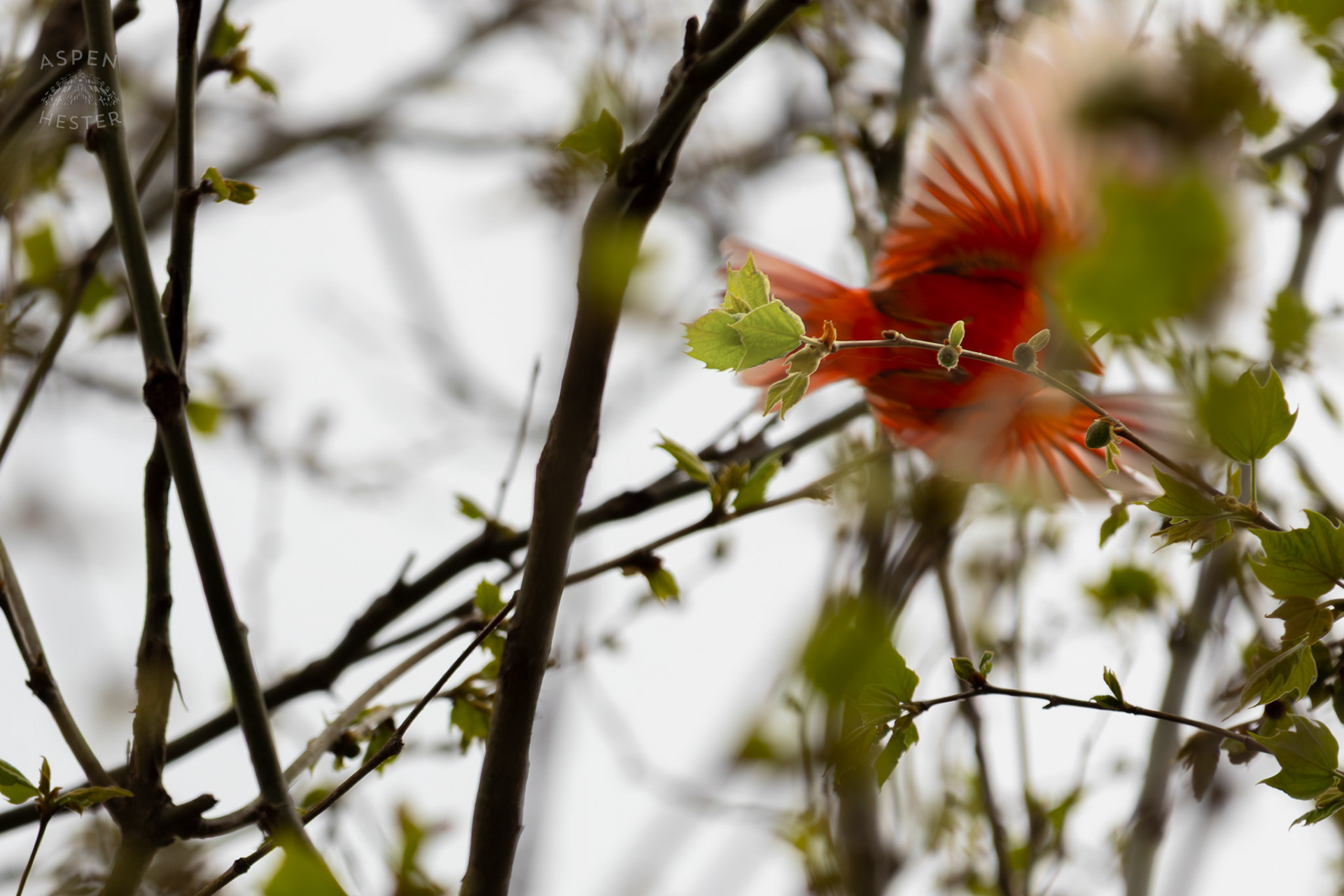 A Bright Cardinal Soars Away From The Trees of Brown Park. April 14th, 2025/Aspen Hester 