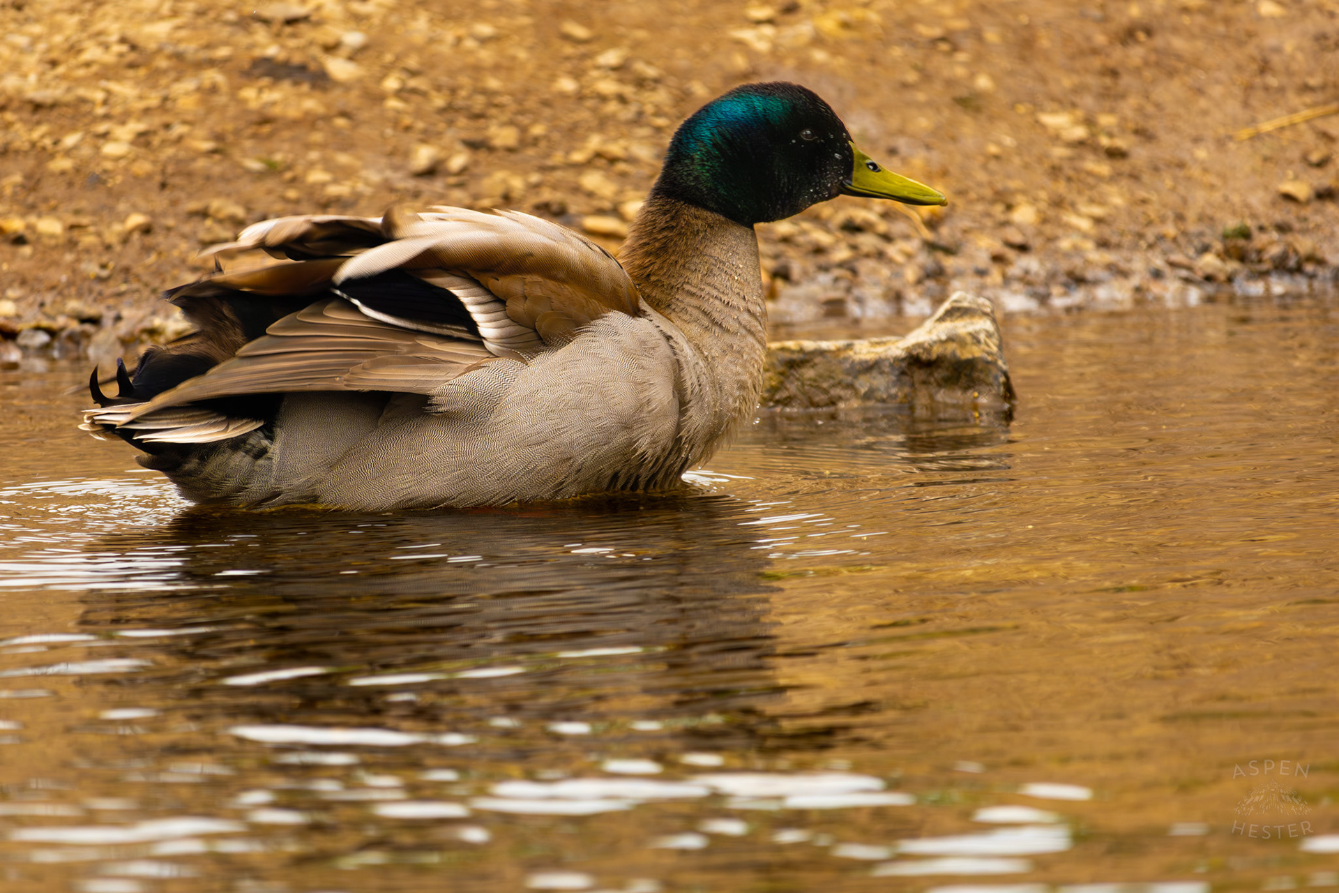 A Male Mallard Shakes Off Water on The Banks of Middle Fork Beargrass Creek Where It Runs Through Brown Park. April 14th, 2025/Aspen Hester
