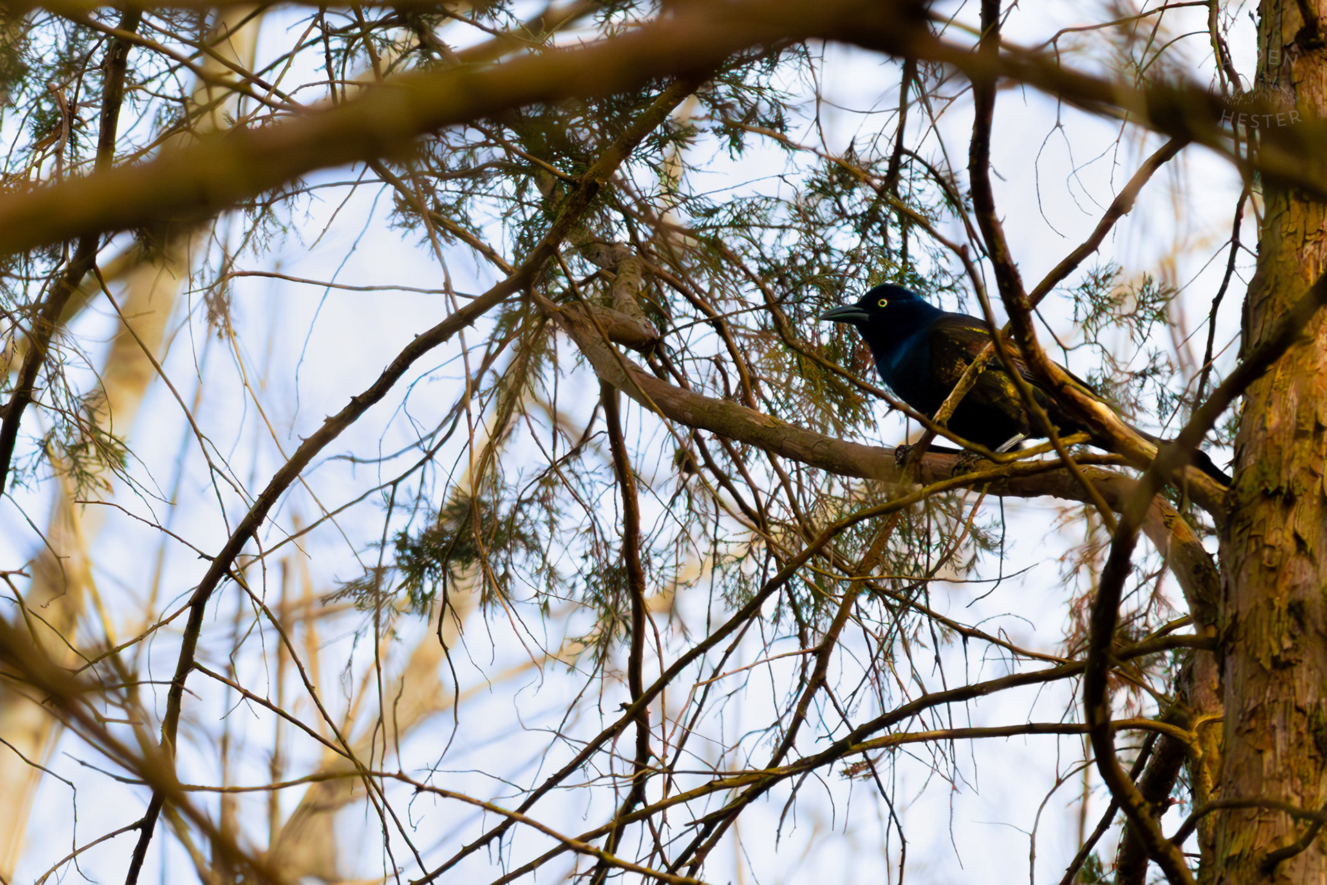 A Common Grackle Perches High in The Branches of My Neighbor's Yard. March 29th, 2026/Aspen Hester