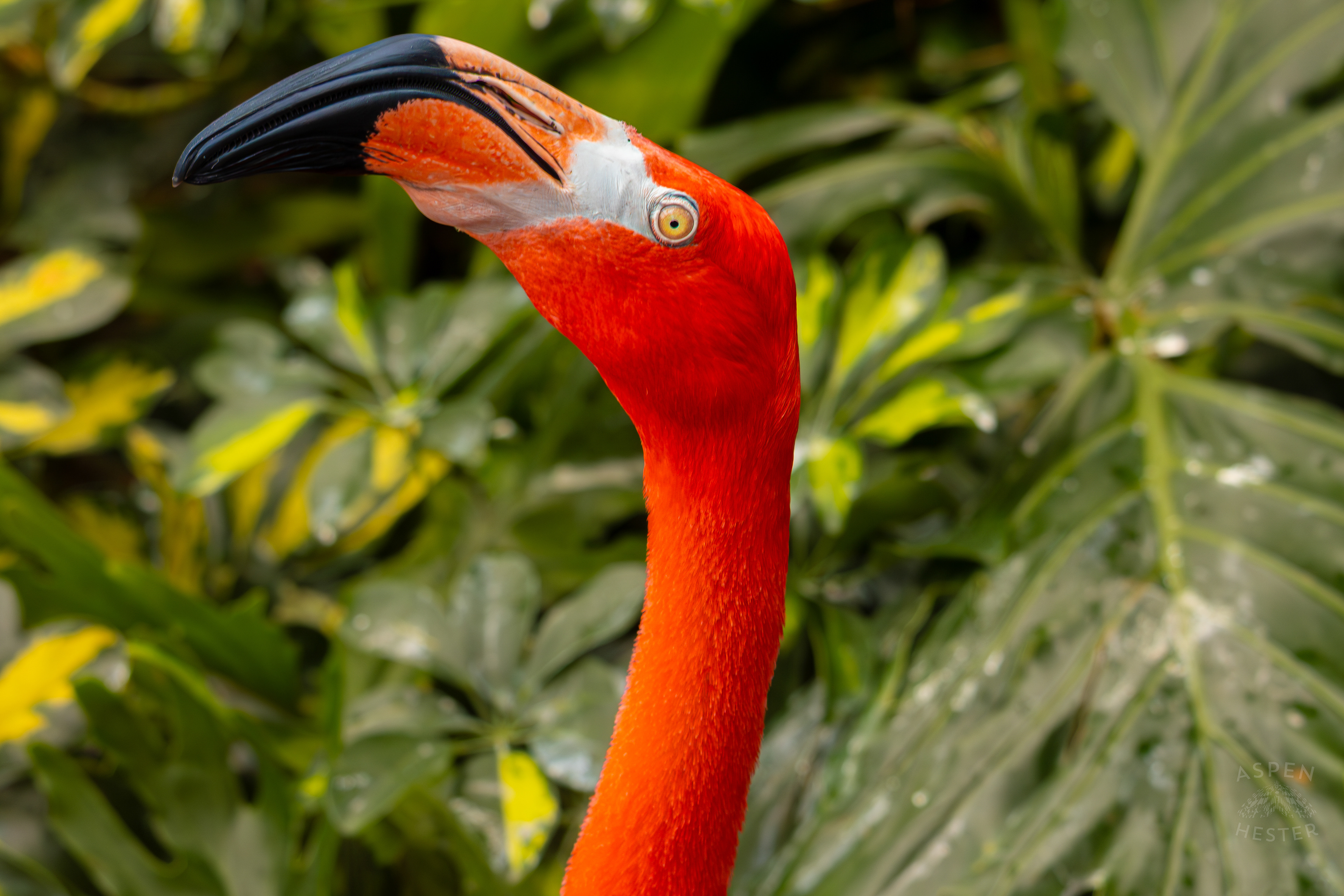 An American Flamingo Stares Down My Camera in The Wetlands Inside The National Aviary in Pittsburgh Pennsylvania. February 26th, 2025/Aspen Hester