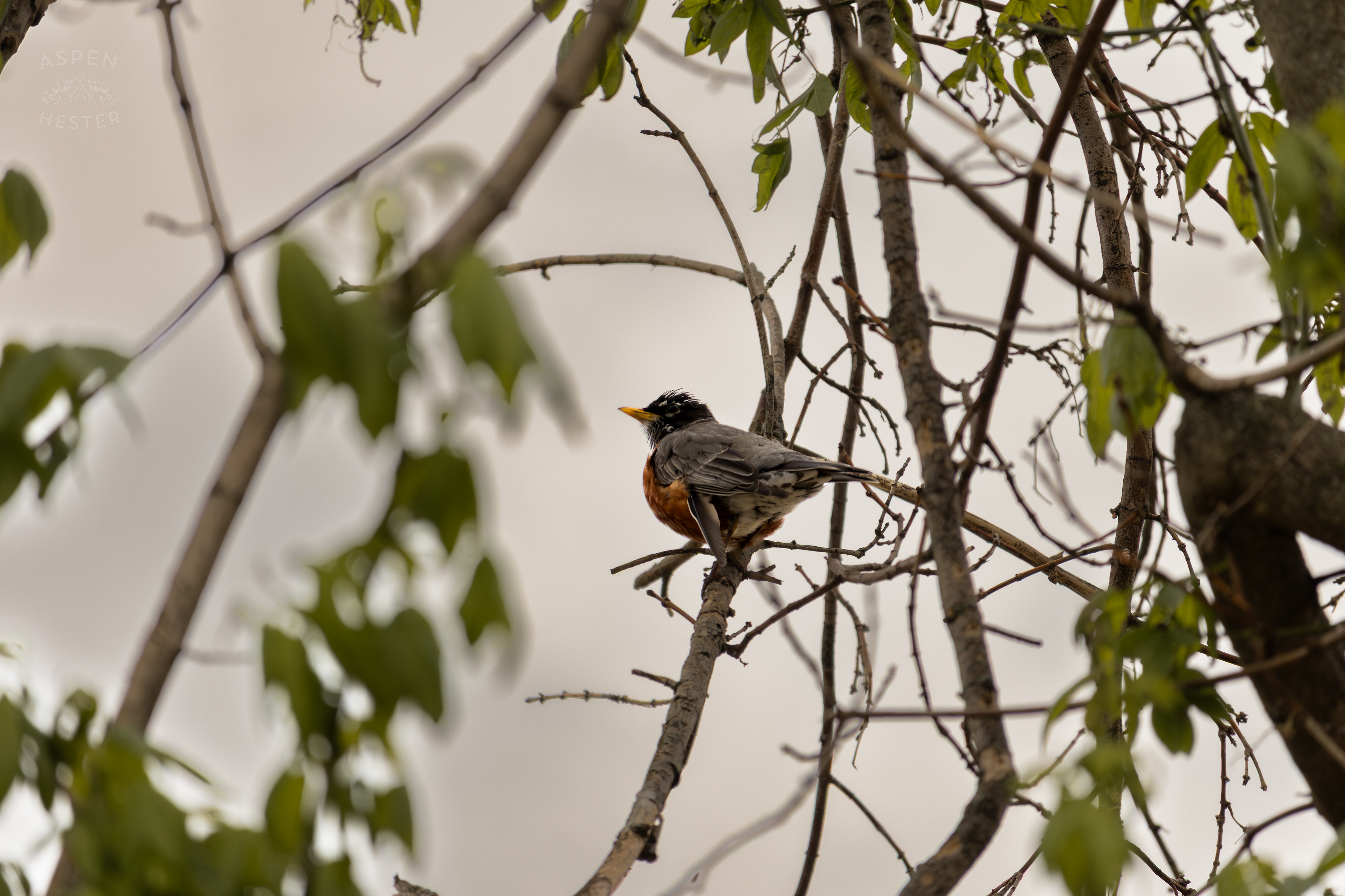 A Robin Perches High in The Trees Above The Ohio Rivers Near Crest Amid The Historic Flooding in Utica Indiana. April 9th, 2025/Aspen Hester