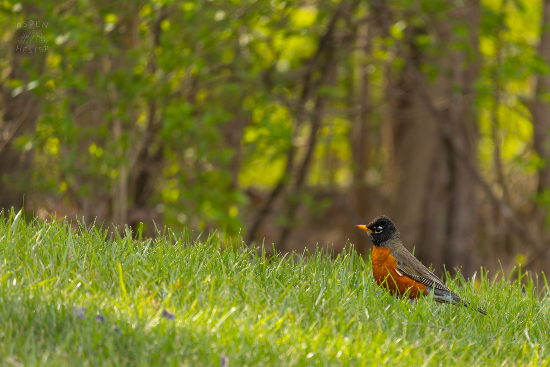 A Robin Hunts for Worms in My Neighbor's Yard. March 29th, 2026/Aspen Hester