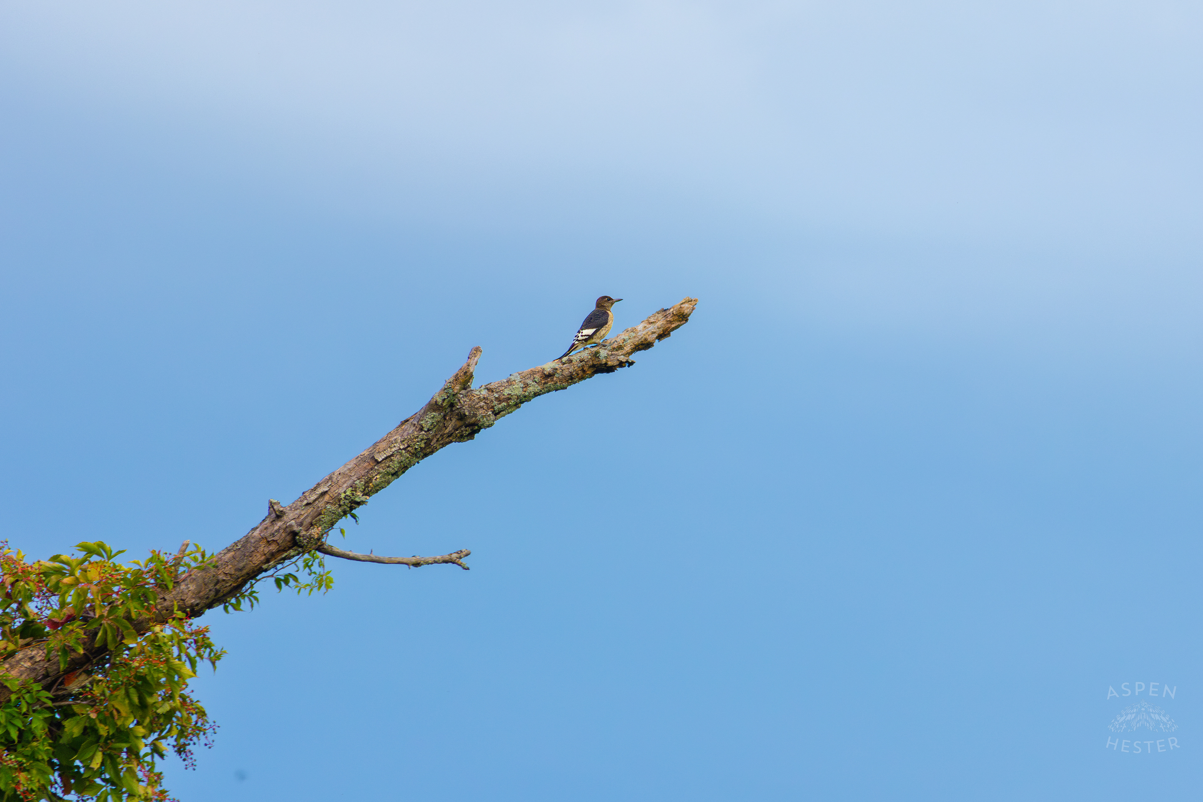 An Unidentified Bird Resting in A Tree in Wendell Moore Park. August 12th, 2024/Aspen Hester