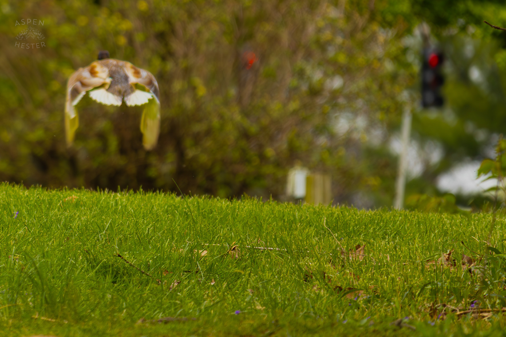 A Male Mallard Flies Through Brown Park. April 14th, 2025/Aspen Hester