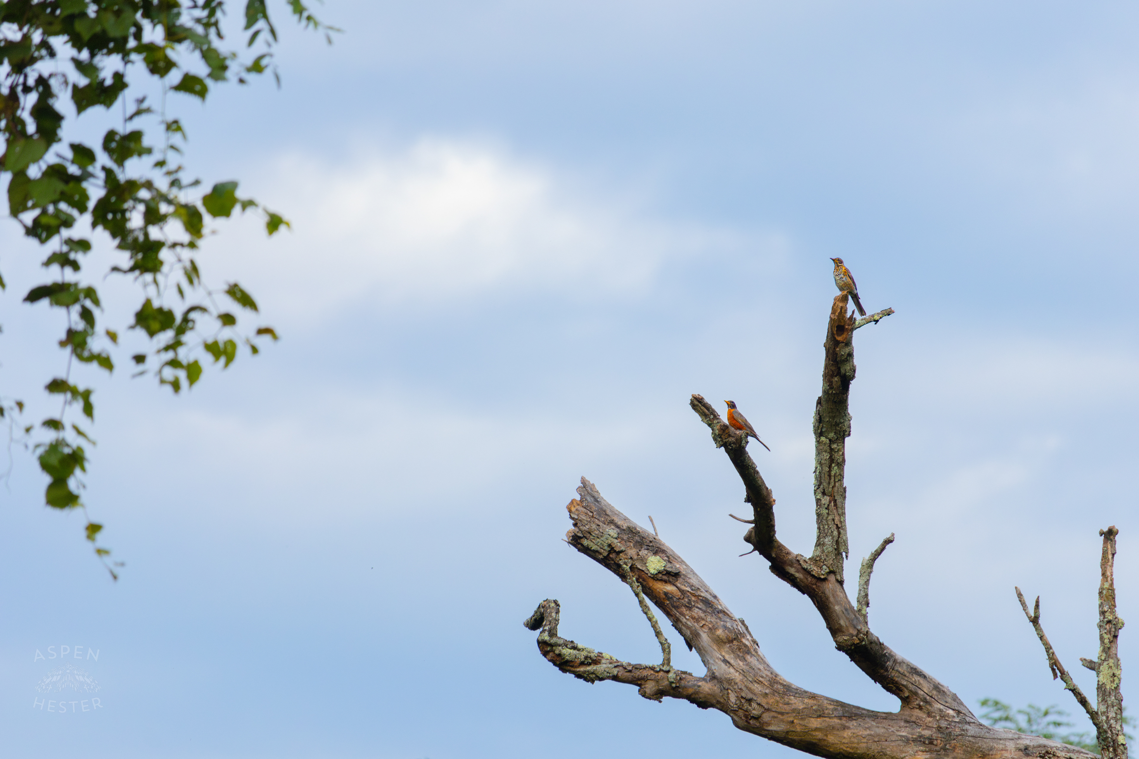 A Robin and A Wood Thrush Sitting A Top A Tree in Wendell Moore Park. August 12th, 2024/Aspen Hester