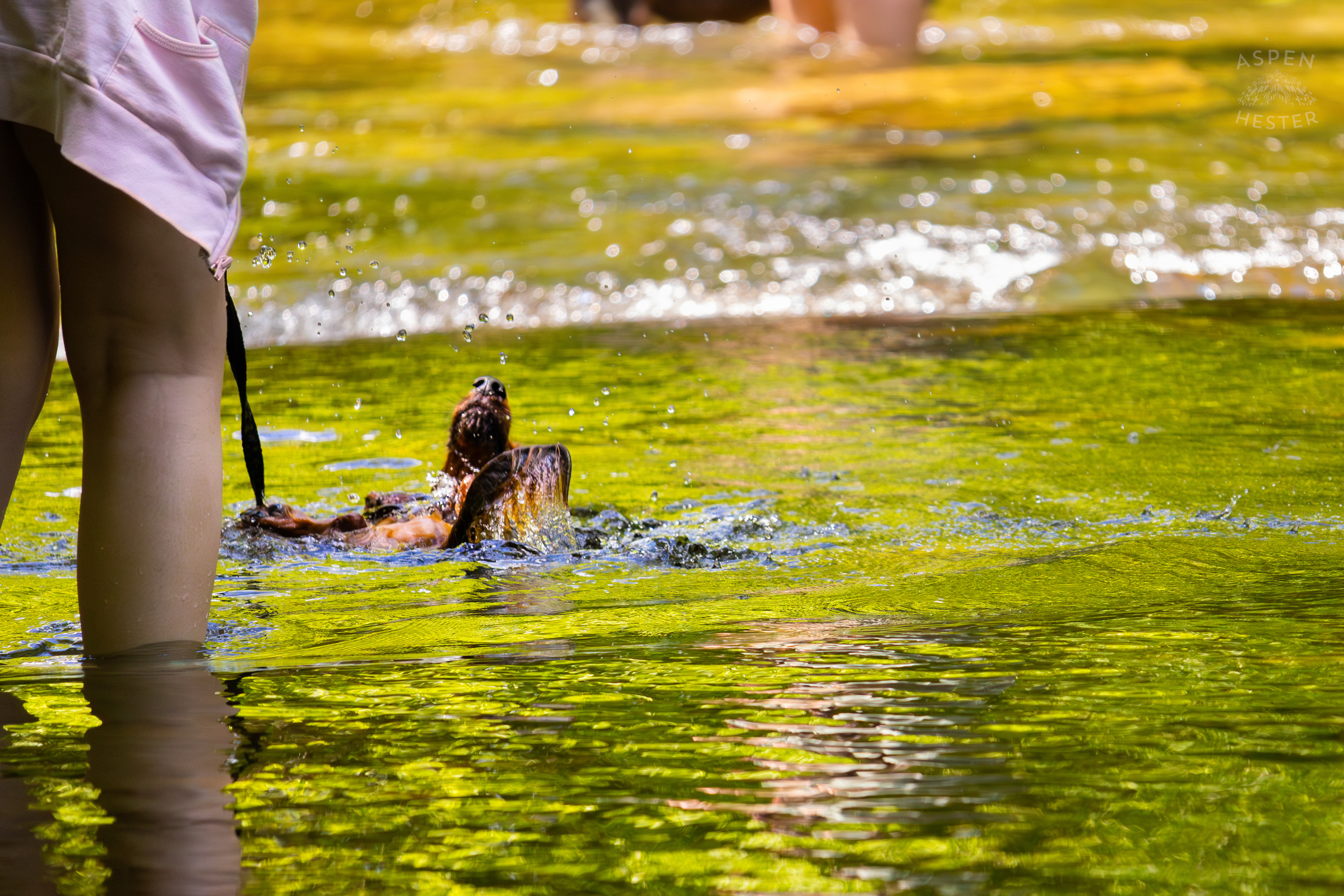 Dachshunds Struggle to Swim in the High Waters of Middle Fork Beargrass Creek in Cherokee Park. May 28th, 2024/Aspen Hester