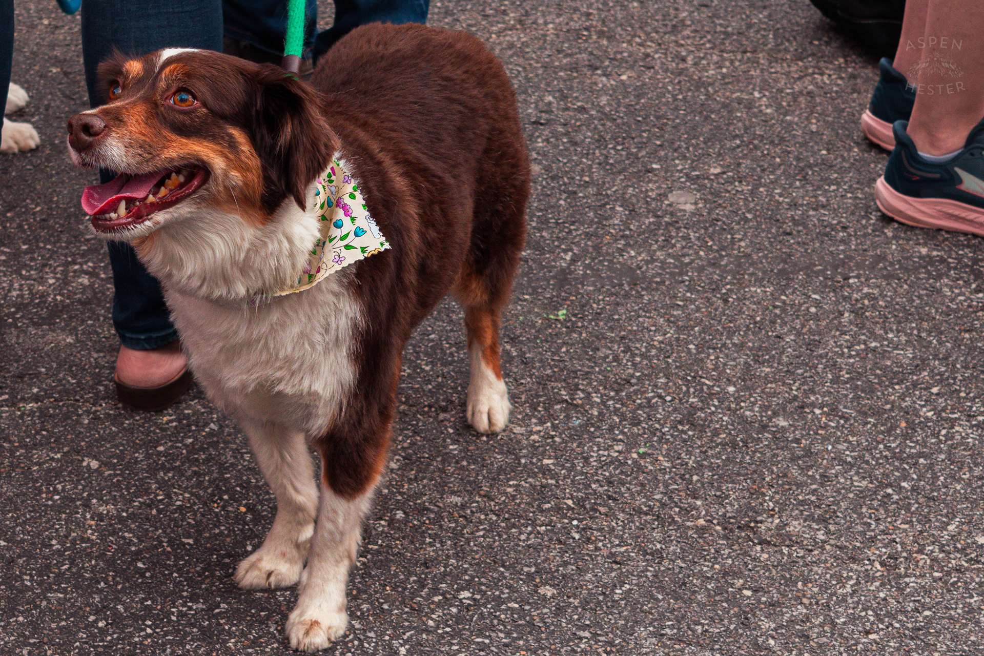 A Happy Dog Sporting A Bandana at Westport Village’s 5th Annual Puppy Palooza. April 19th, 2025/Aspen Hester