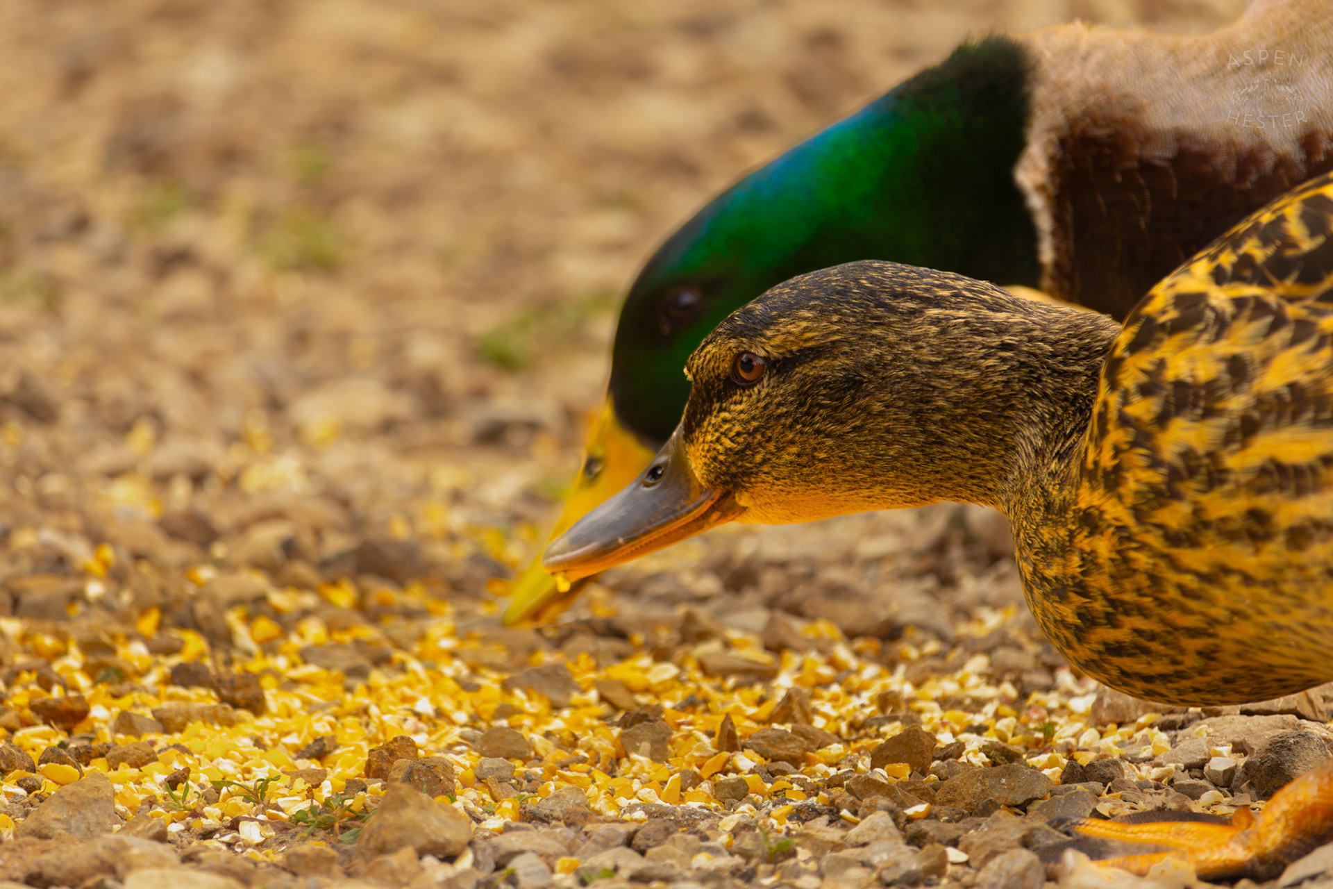 Married Mallards Eat Bird Feed in Brown Park. April 14th, 2025/Aspen Hester