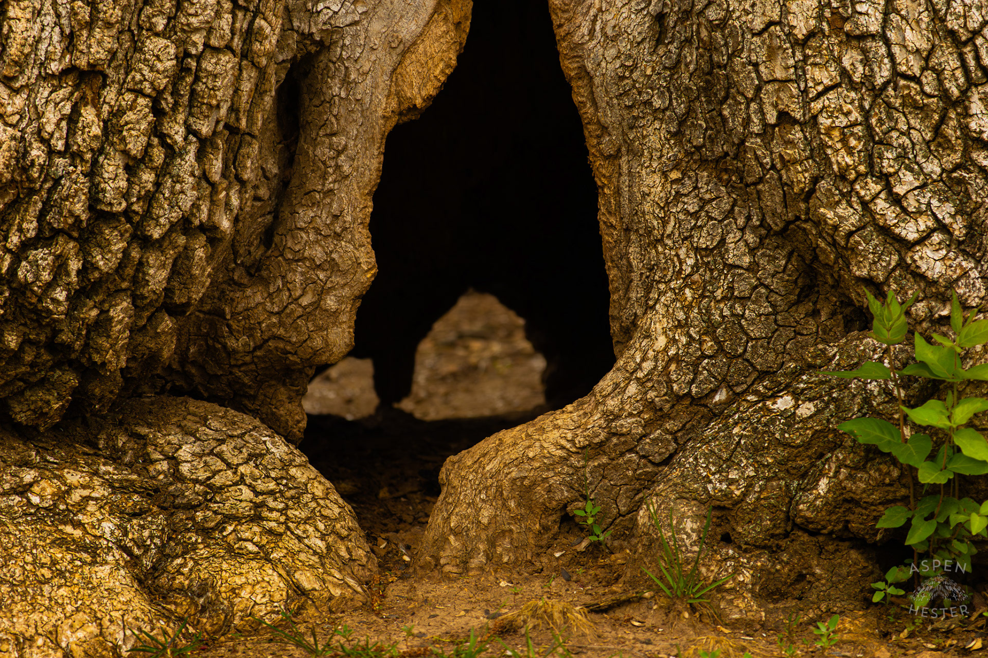 A Large Tree With a Hole All The Way Through Its Trunk in Brown Park. April 14th, 2025/Aspen Hester