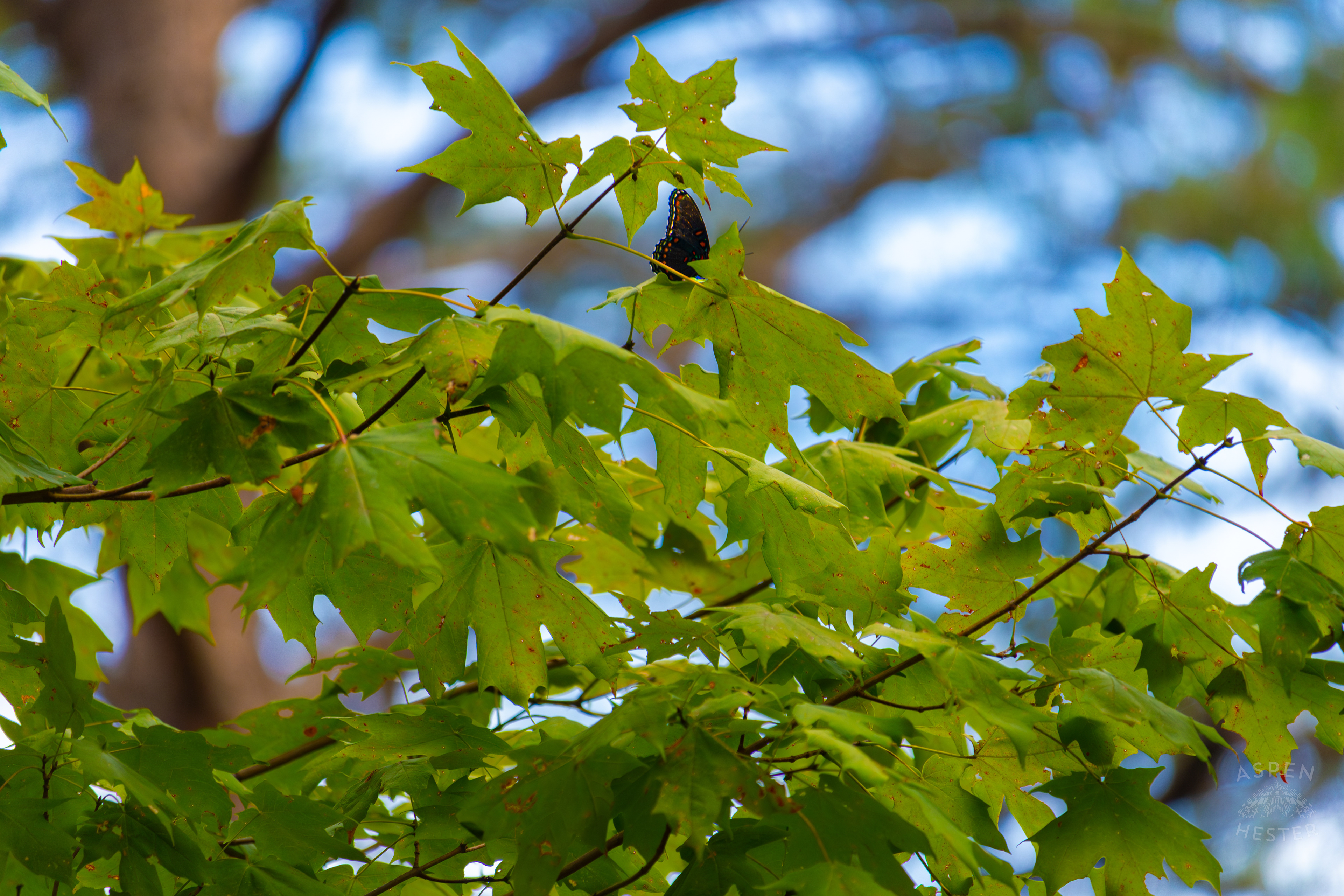 A Red-Spotted Admiral Butterfly Sits High in The Foliage Inside Jefferson Memorial Forest. September 3rd, 2024/Aspen Hester