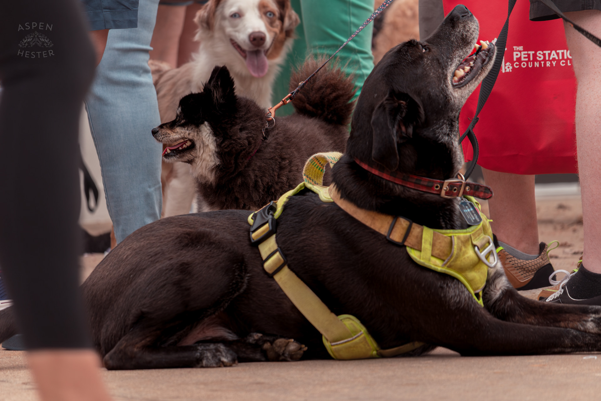 A Large Breed Dog Lays On The Sidewalk at Westport Village’s 5th Annual Puppy Palooza. April 19th, 2025/Aspen Hester